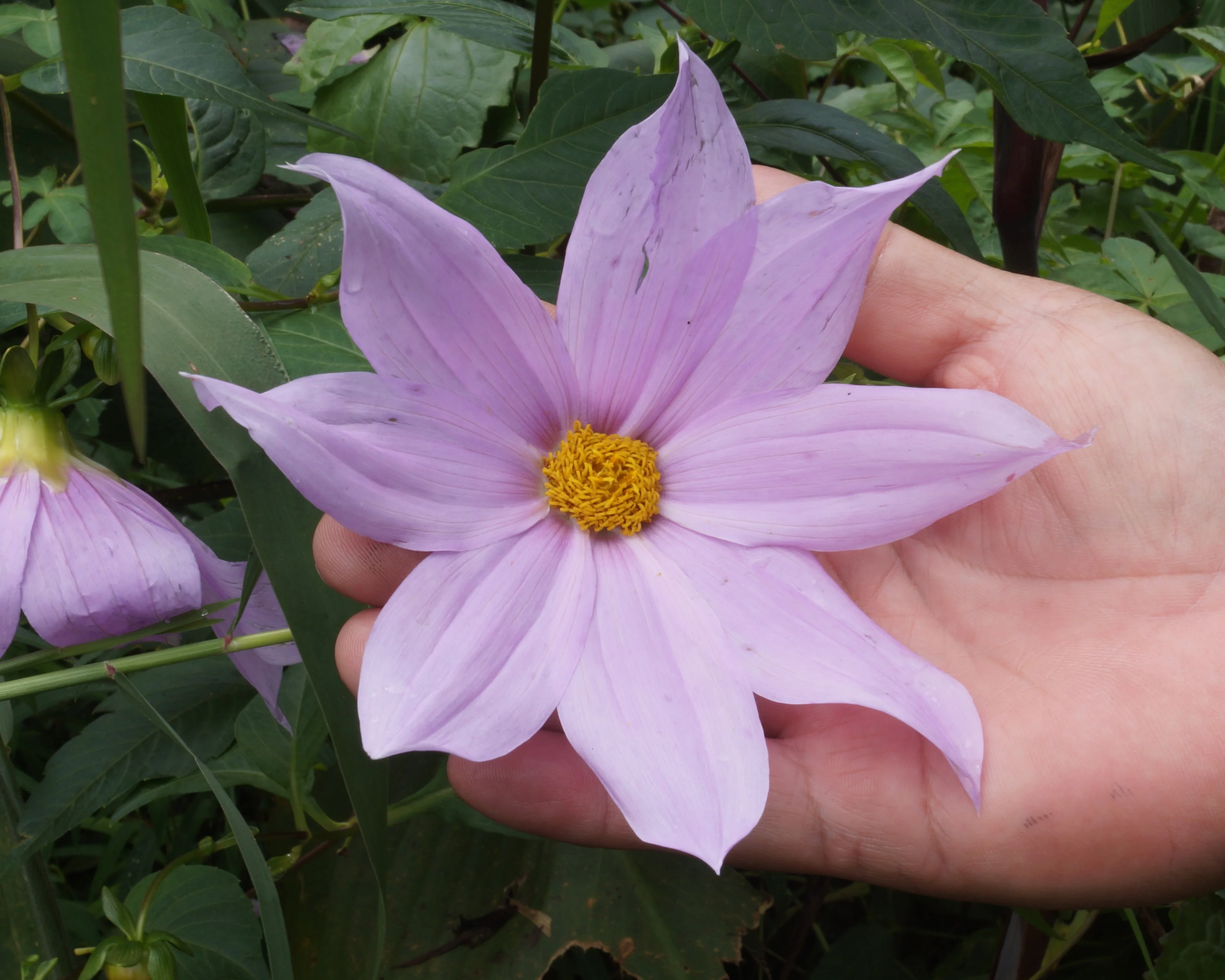 Dahlia merckii - Image 4