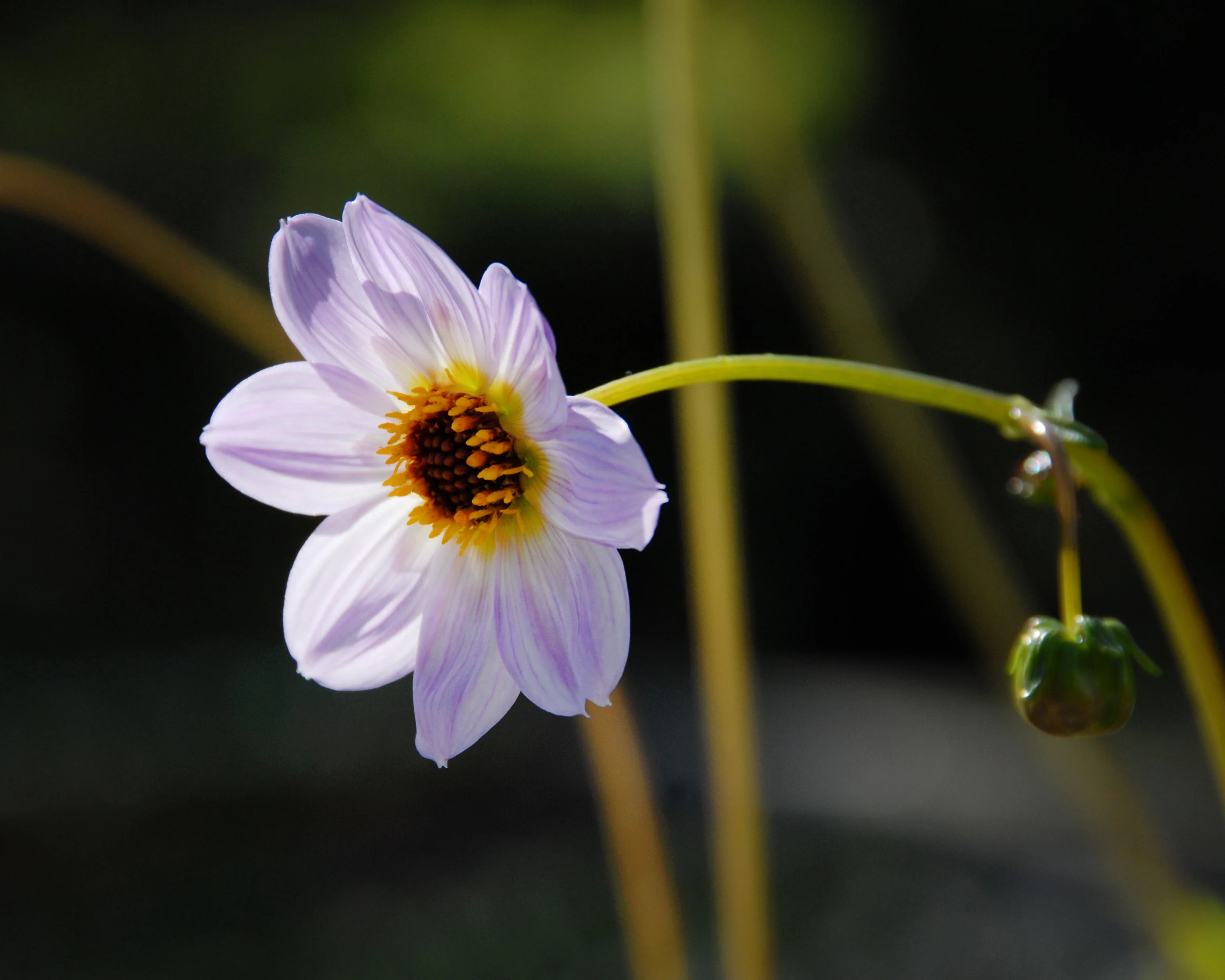 Dahlia merckii - Image 6