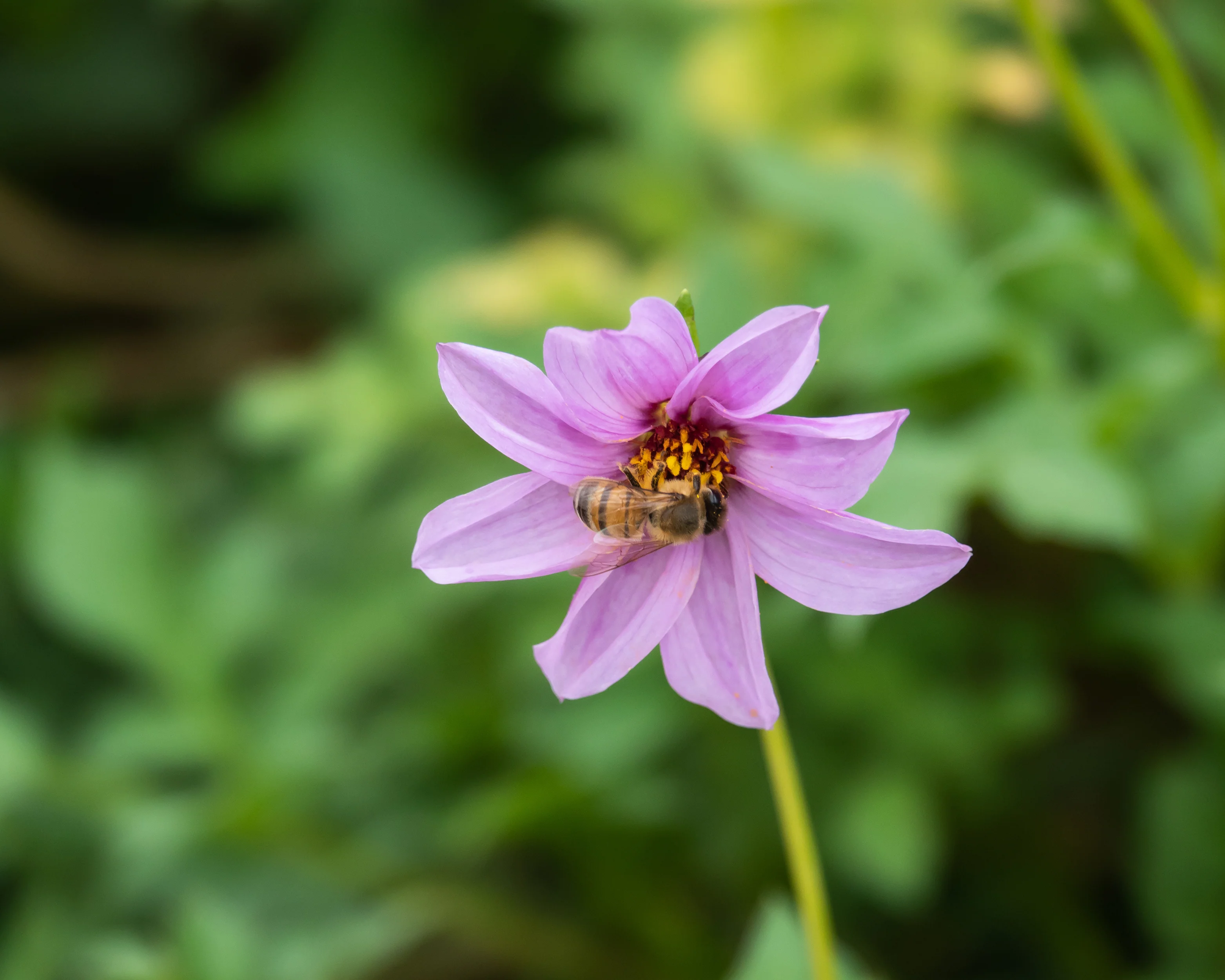 Dahlia merckii - Image 7