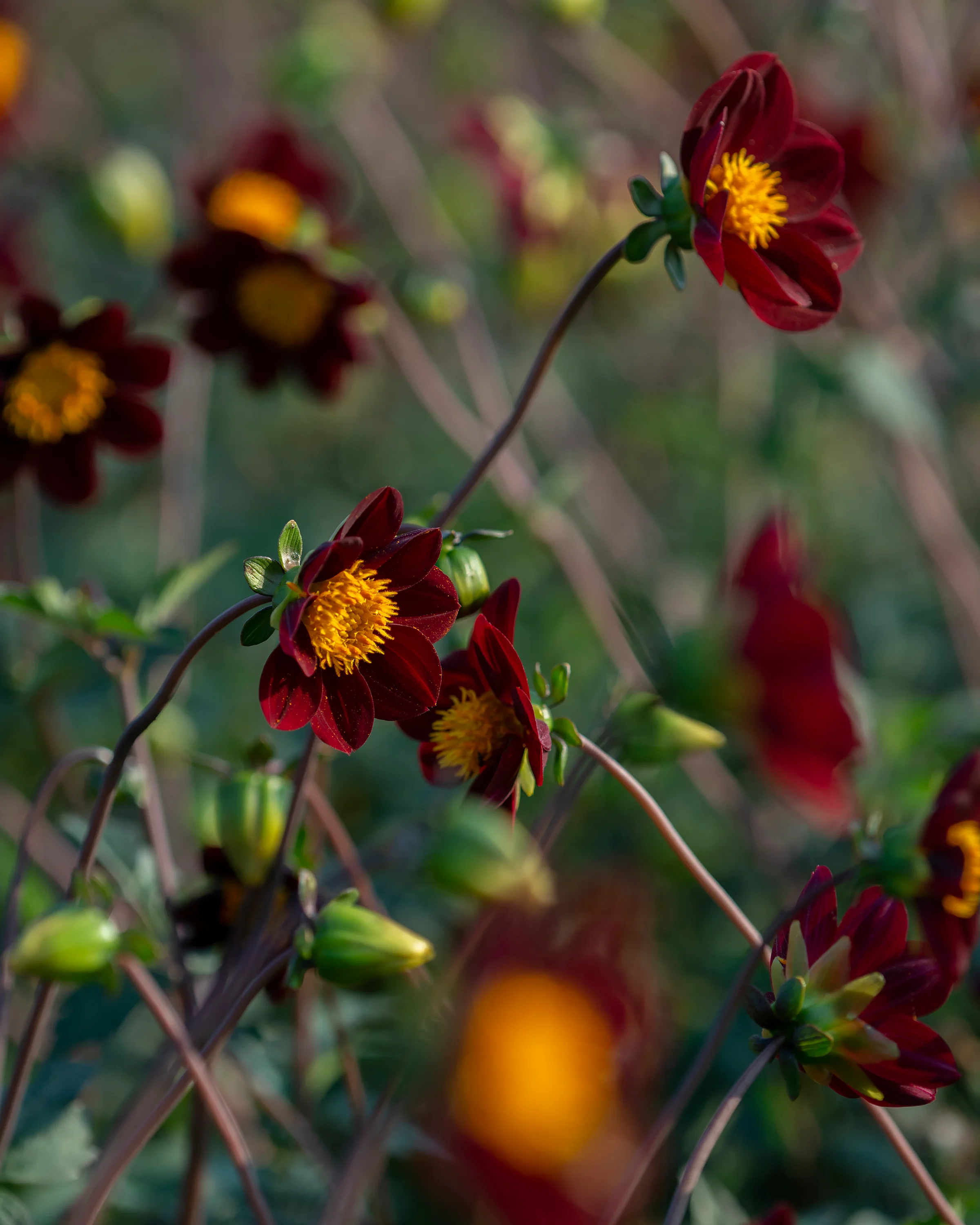 Dahlia 'Mexican Star' - Image 2
