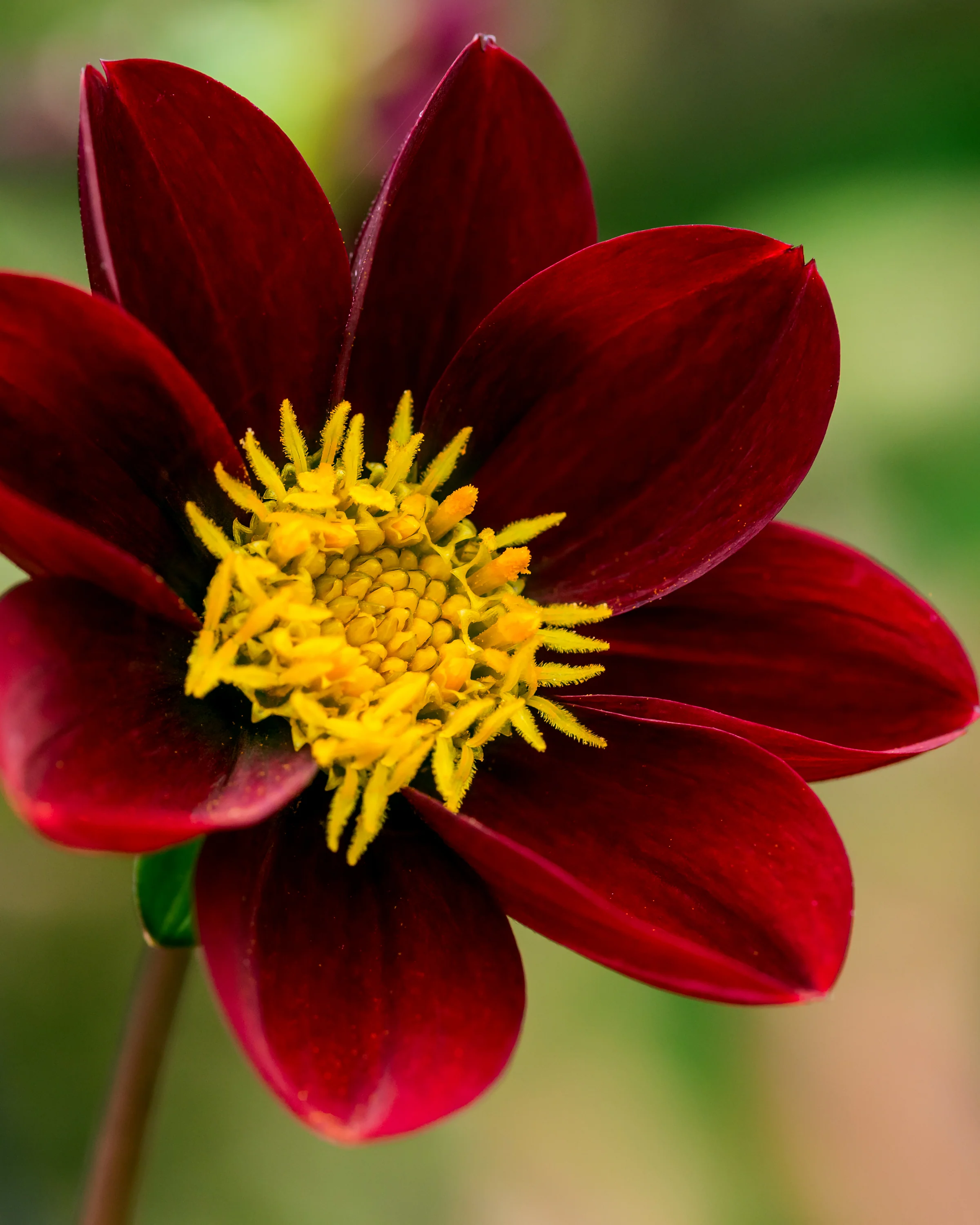 Dahlia 'Mexican Star' - Image 4