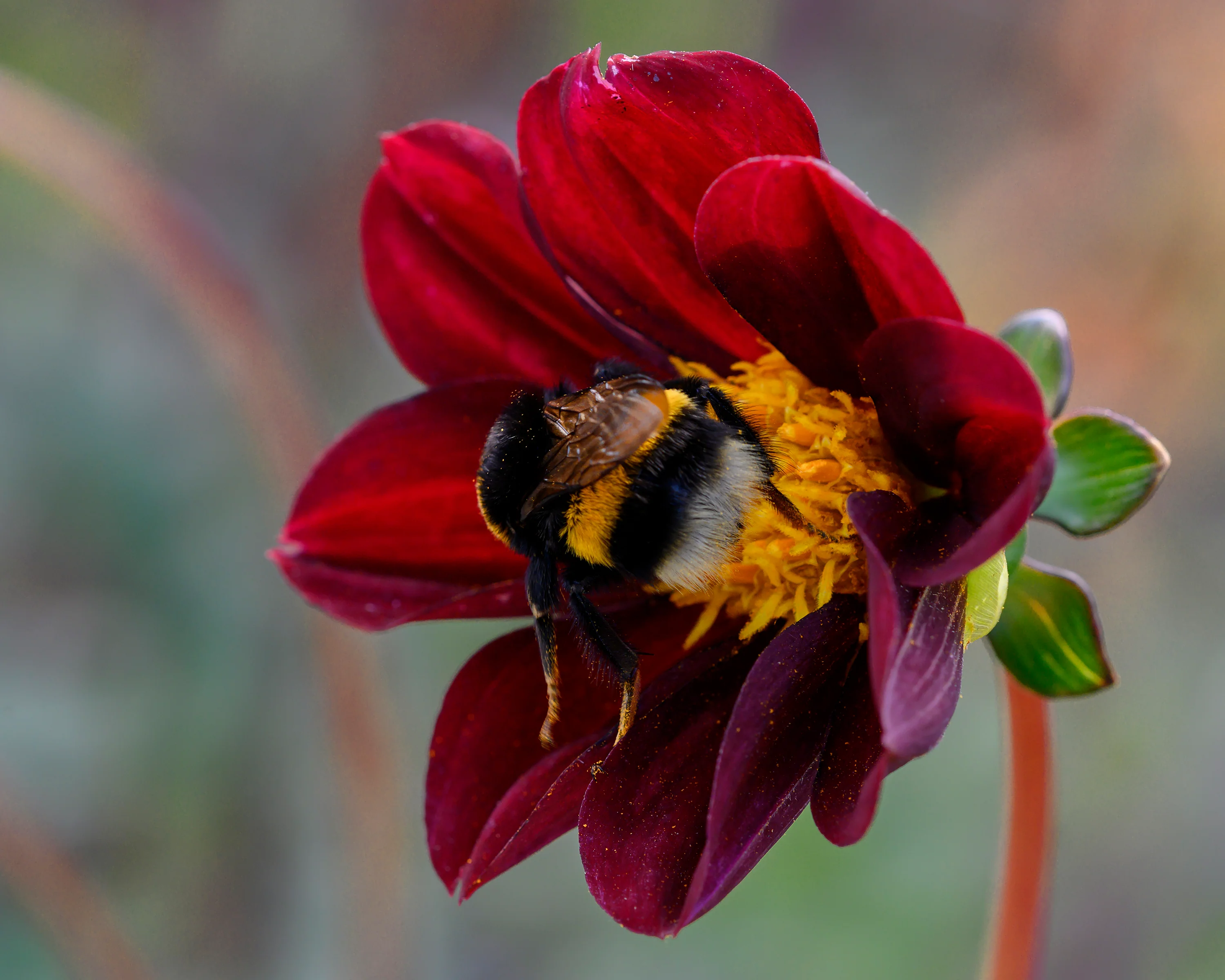 Dahlia 'Mexican Star' - Image 6