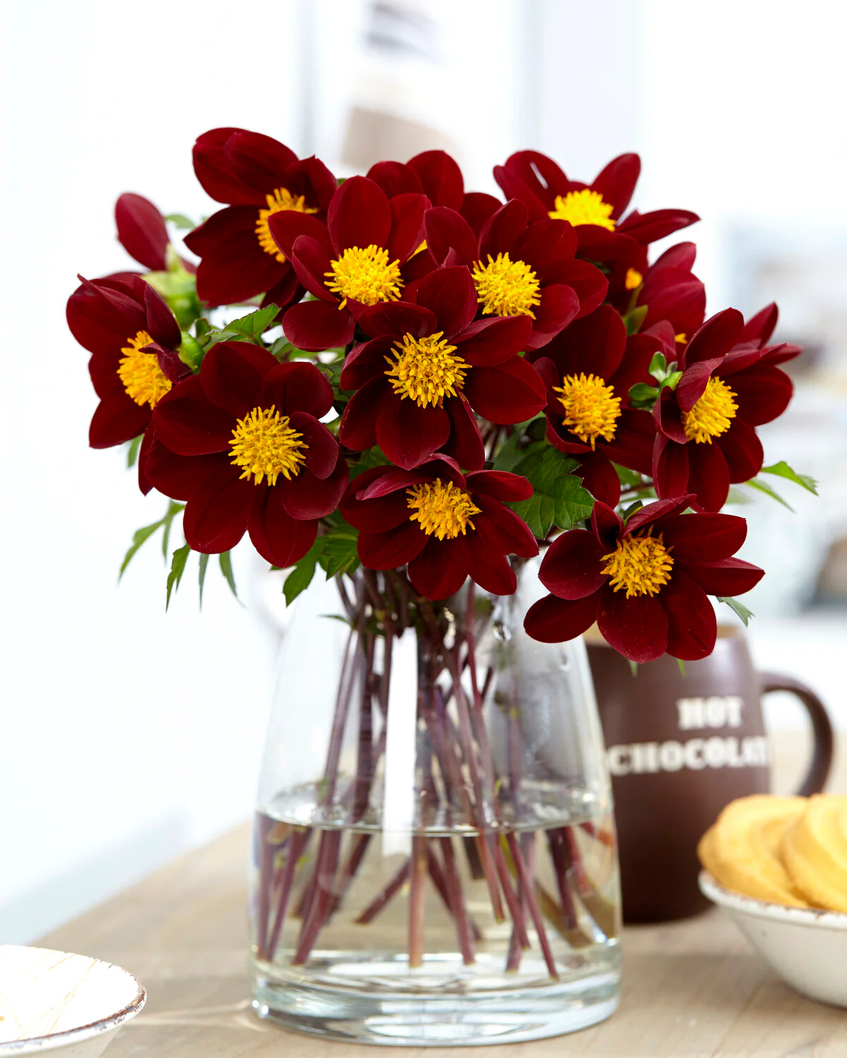 Dahlia 'Mexican Star' - Image 9