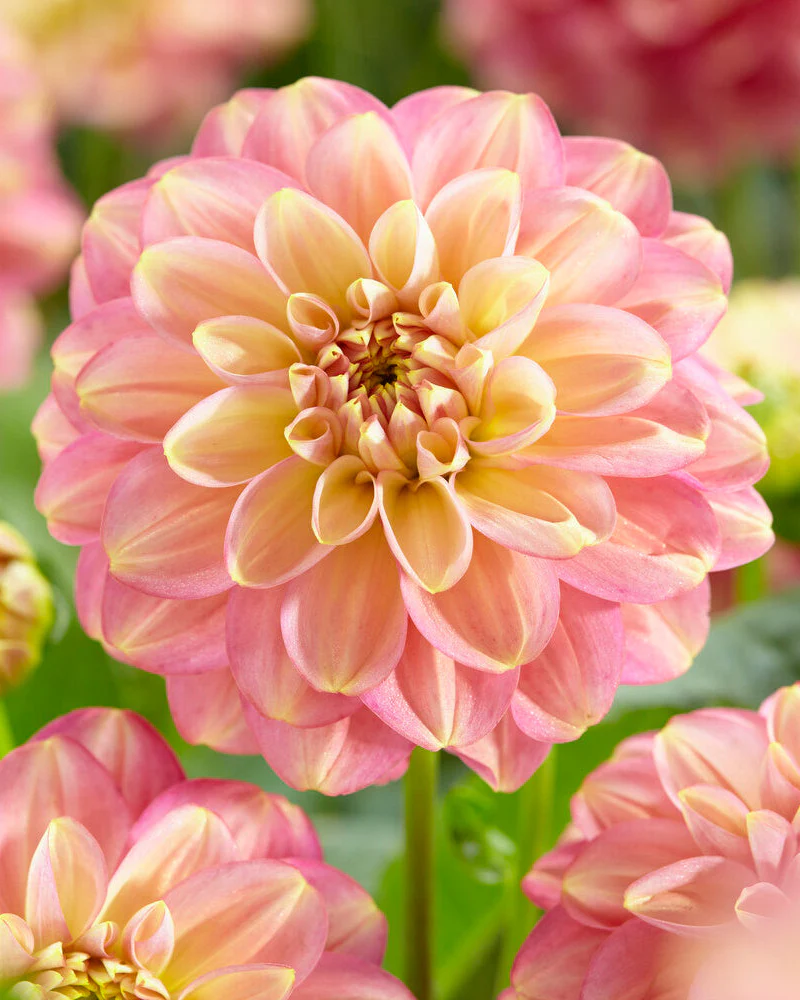 Dahlia 'Milena Fleur'