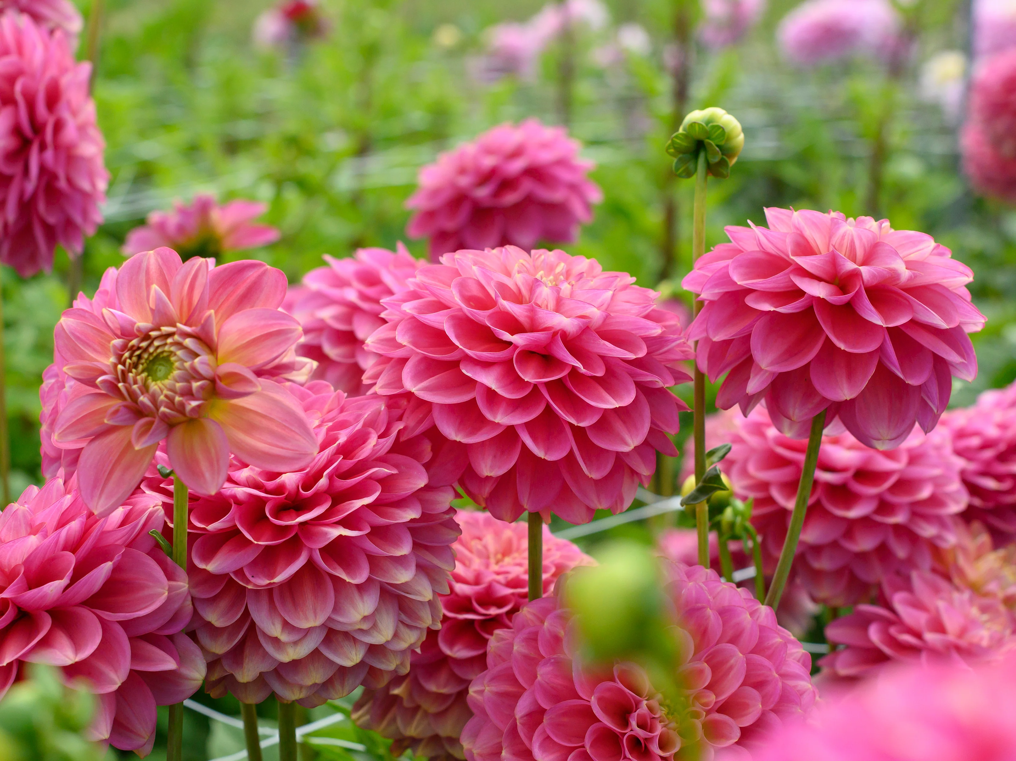 Dahlia 'Milena Fleur' - Image 10