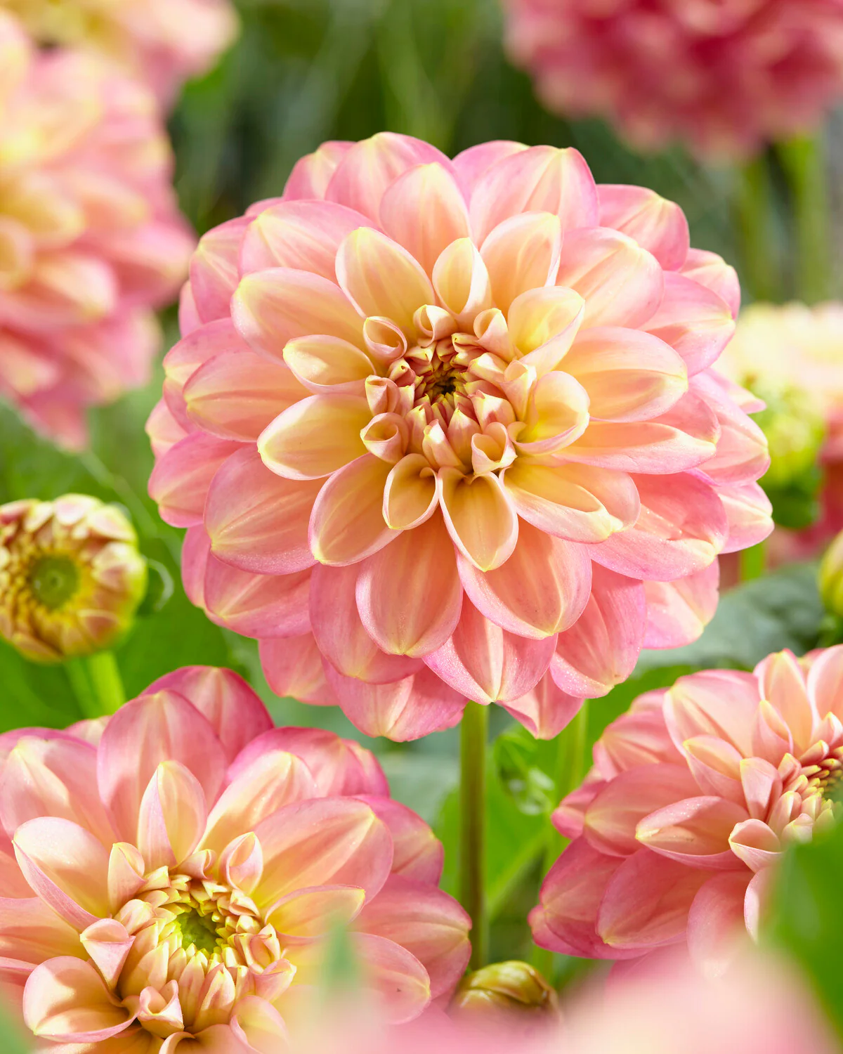Dahlia 'Milena Fleur' - Image 11