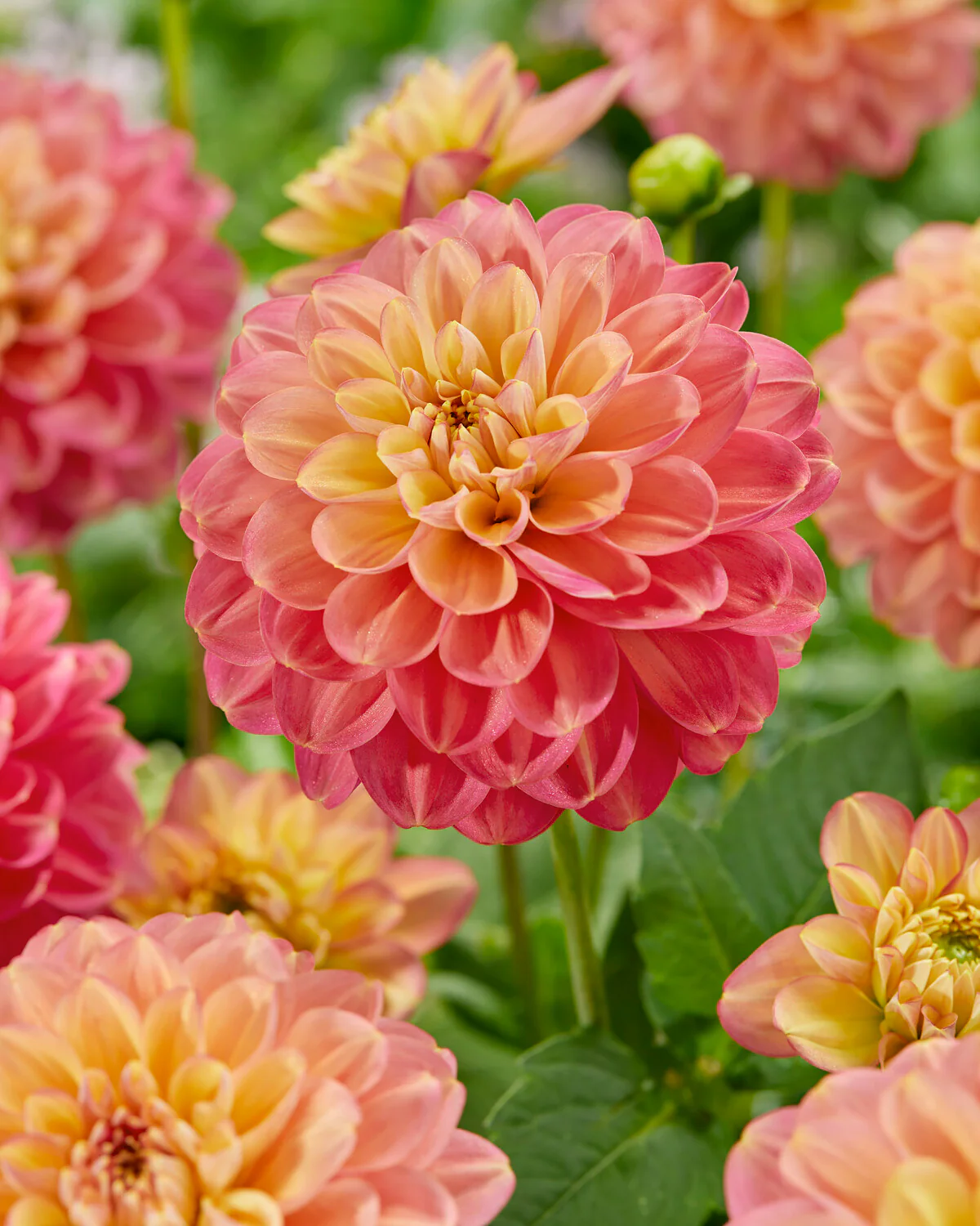 Dahlia 'Milena Fleur' - Image 3