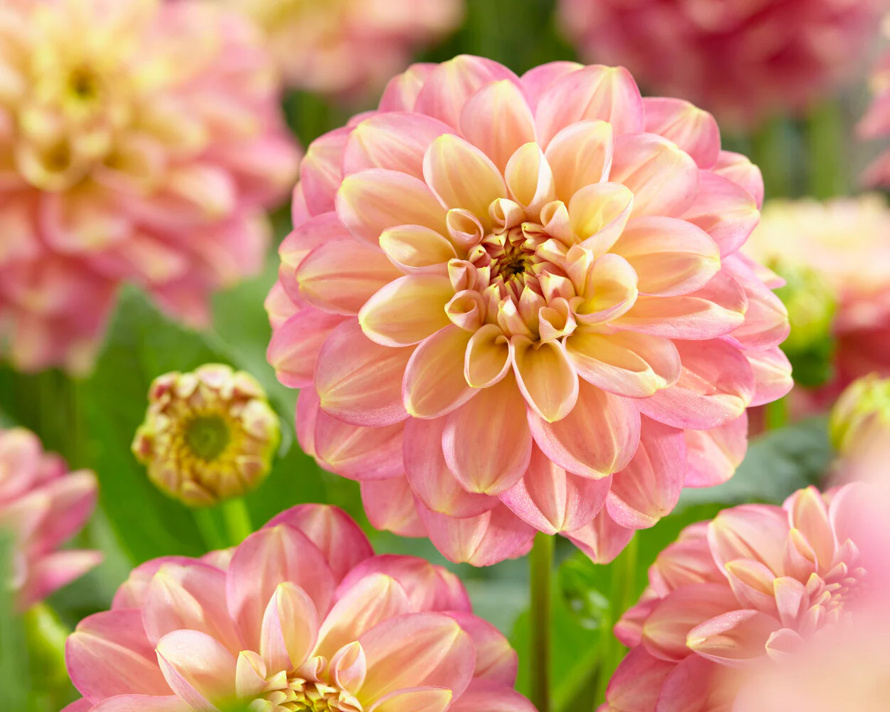 Dahlia 'Milena Fleur' - Image 5