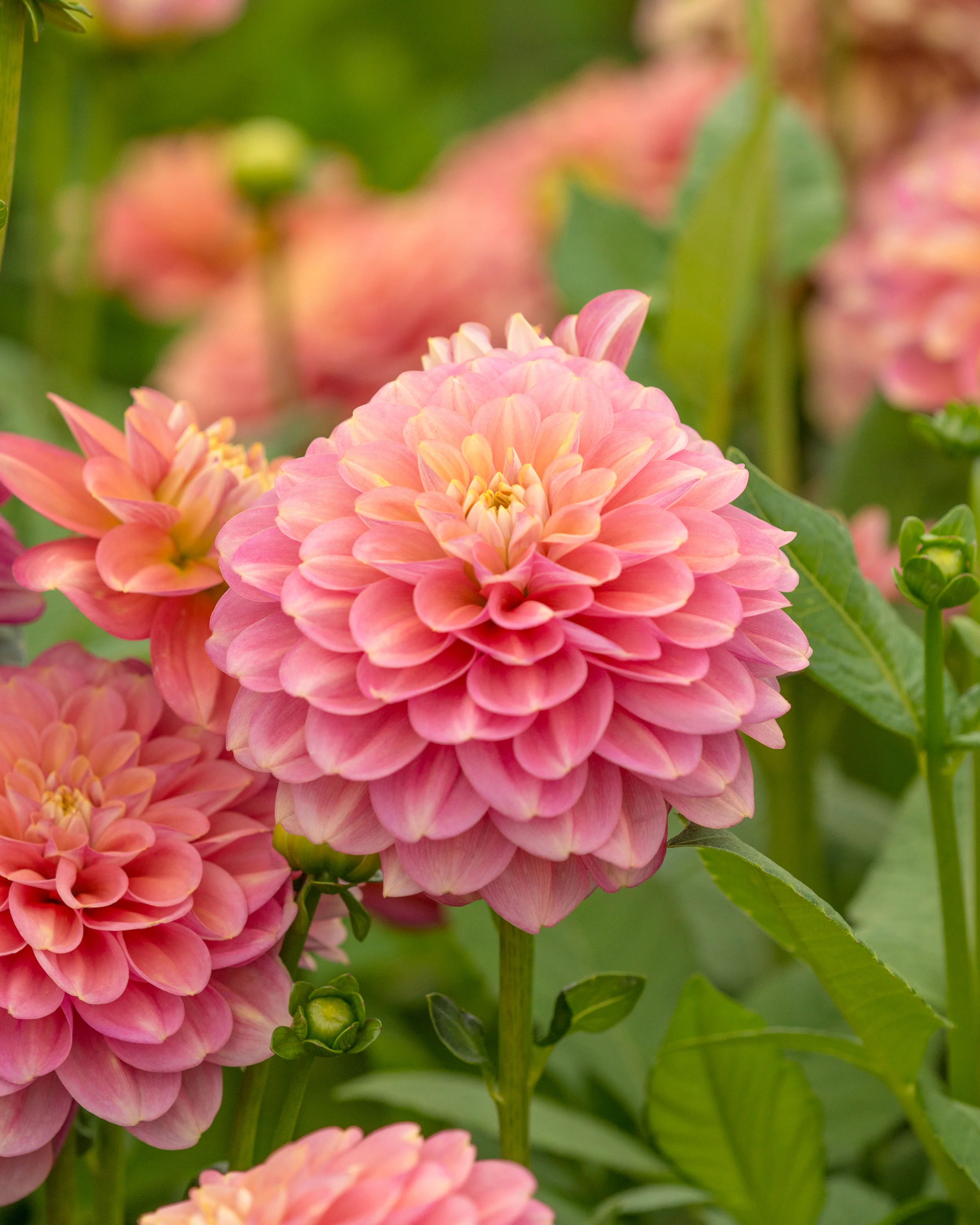 Dahlia 'Milena Fleur' - Image 9