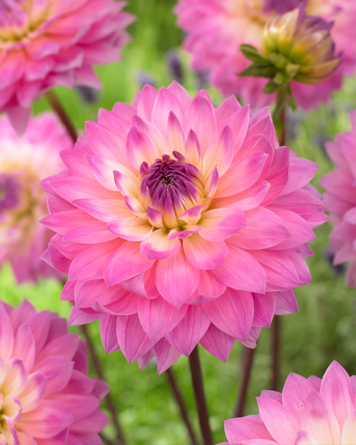 Dahlia 'Miss Delilah' - Image 3