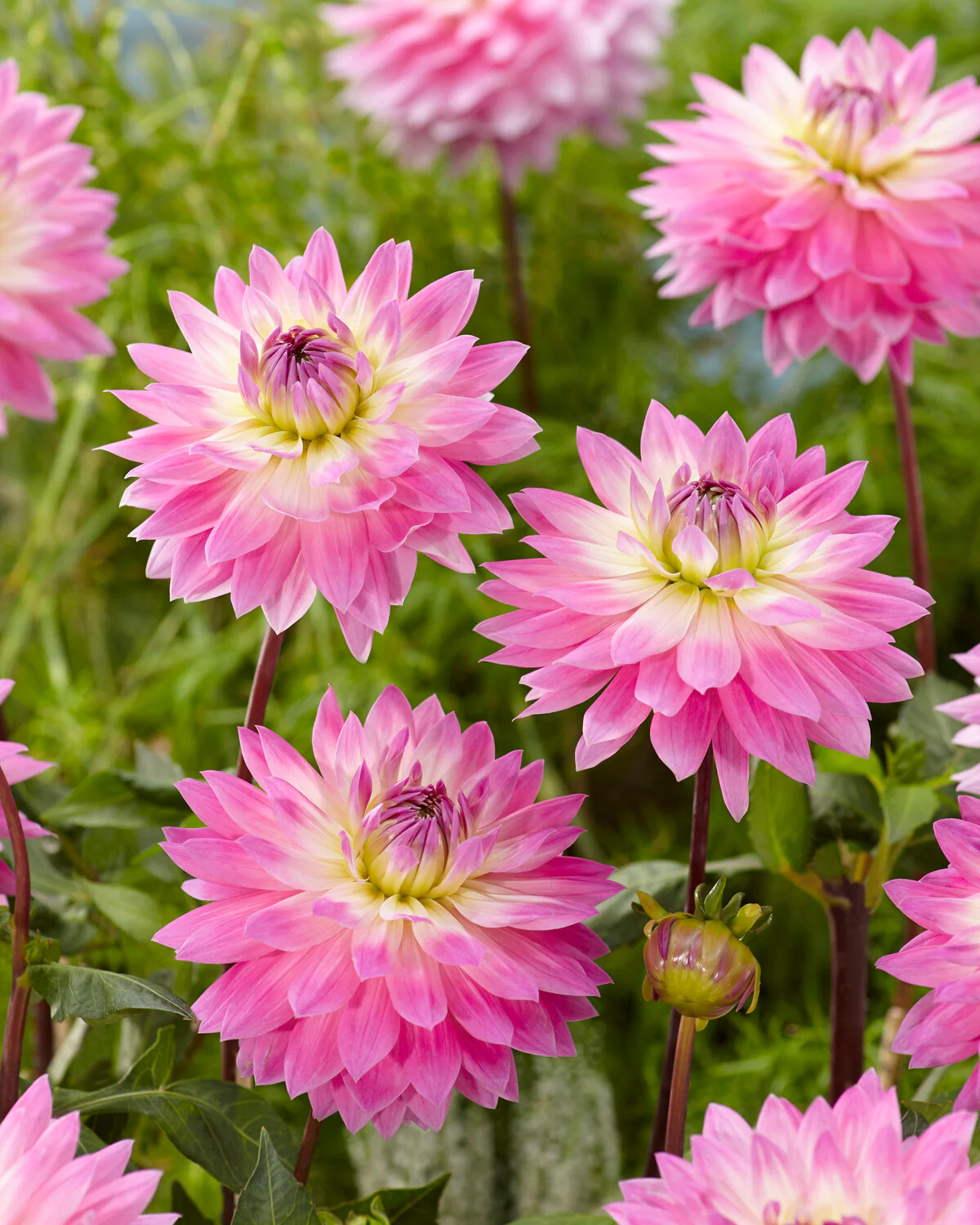 Dahlia 'Miss Delilah' - Image 5