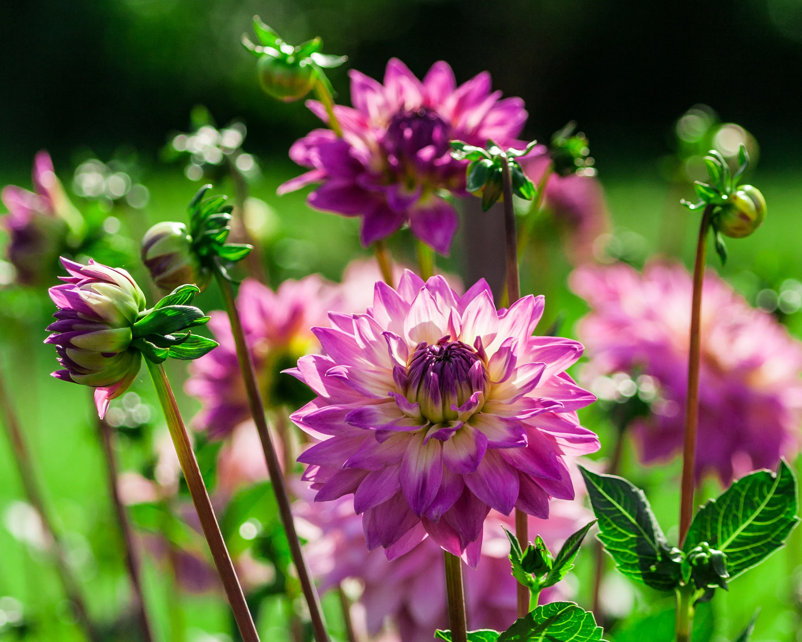 Dahlia 'Miss Delilah' - Image 6