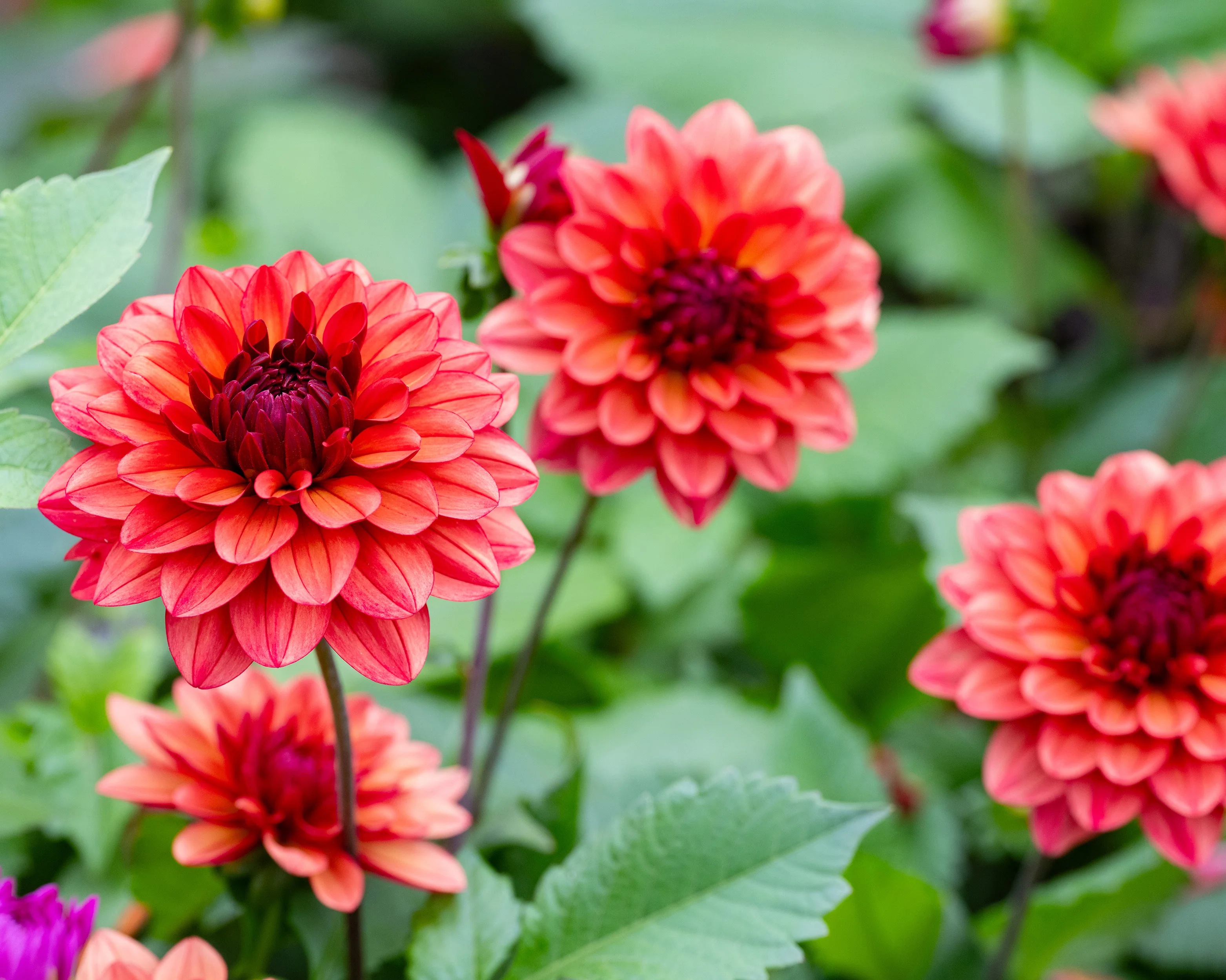 Dahlia 'Missis Miley' - Image 2