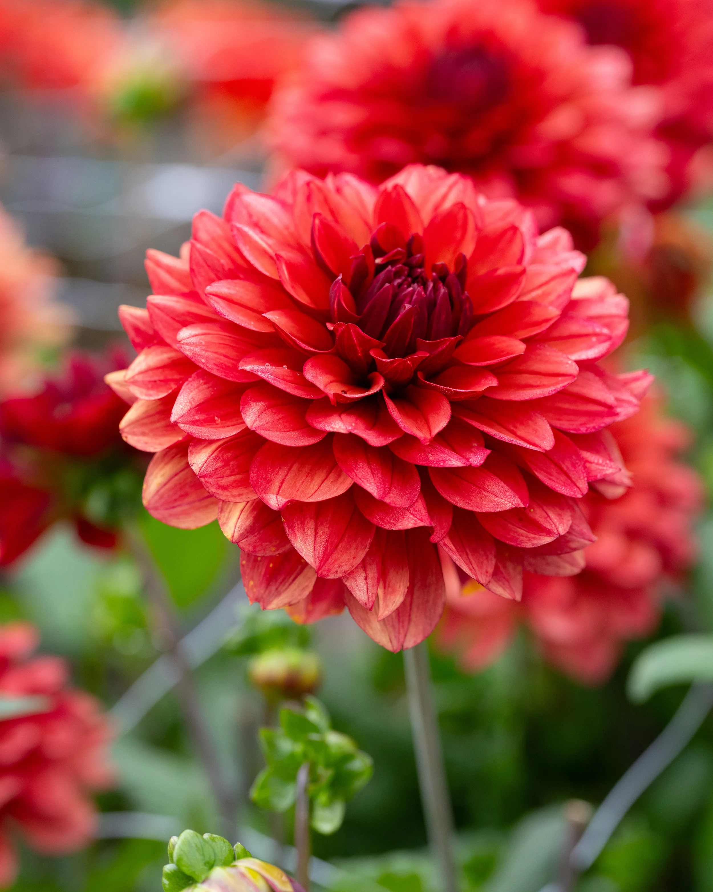Dahlia 'Missis Miley' - Image 3