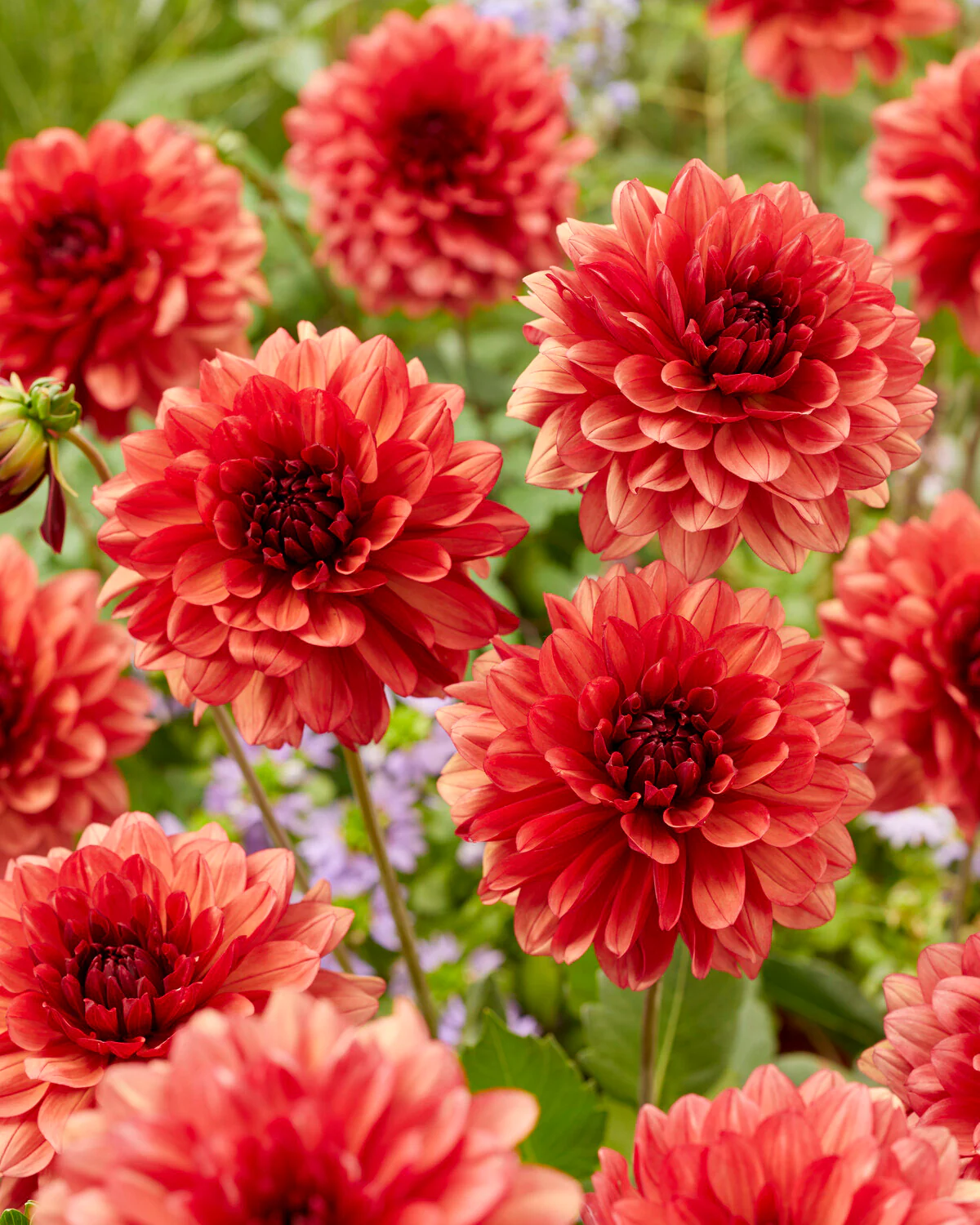 Dahlia 'Missis Miley' - Image 4