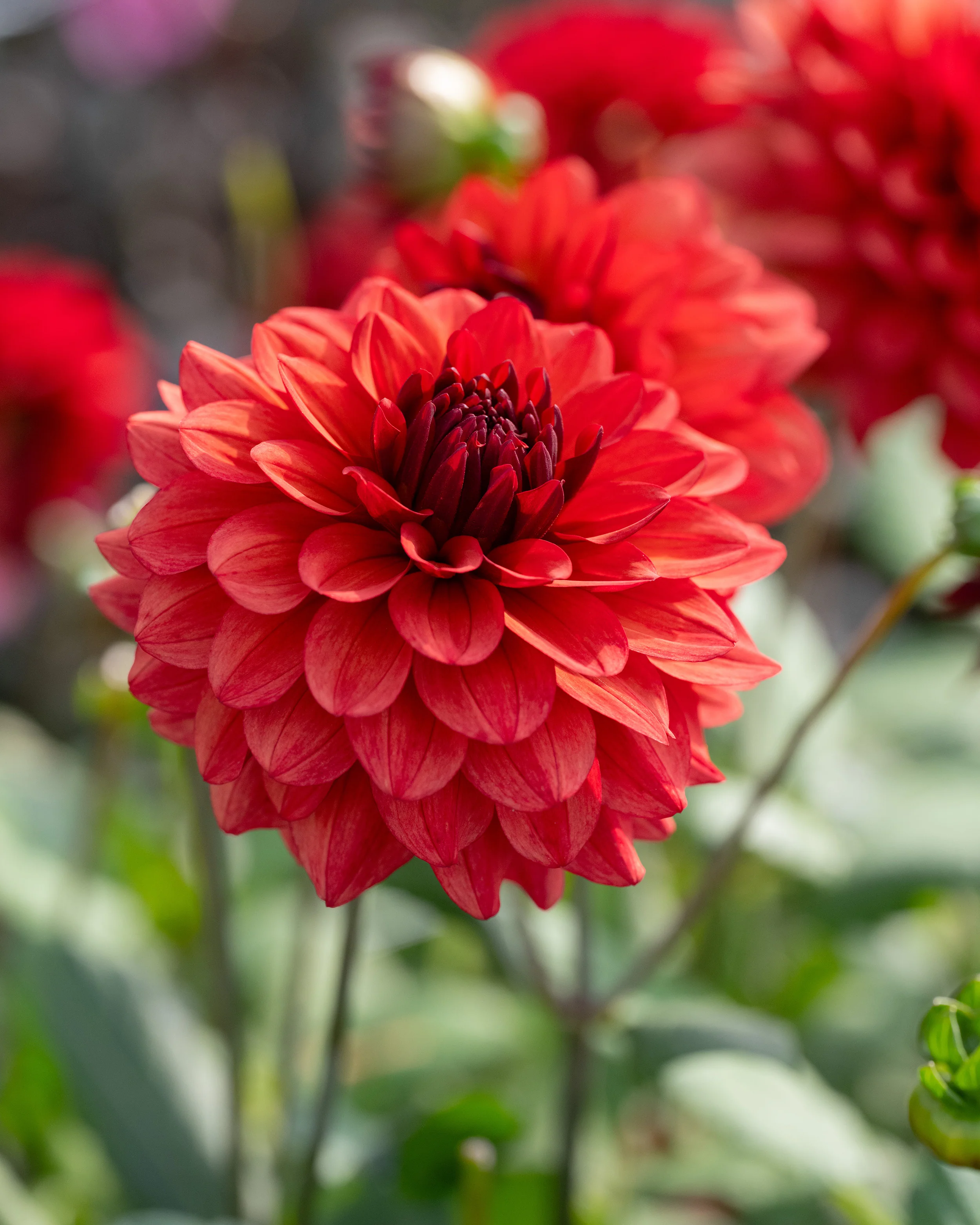Dahlia 'Missis Miley' - Image 5