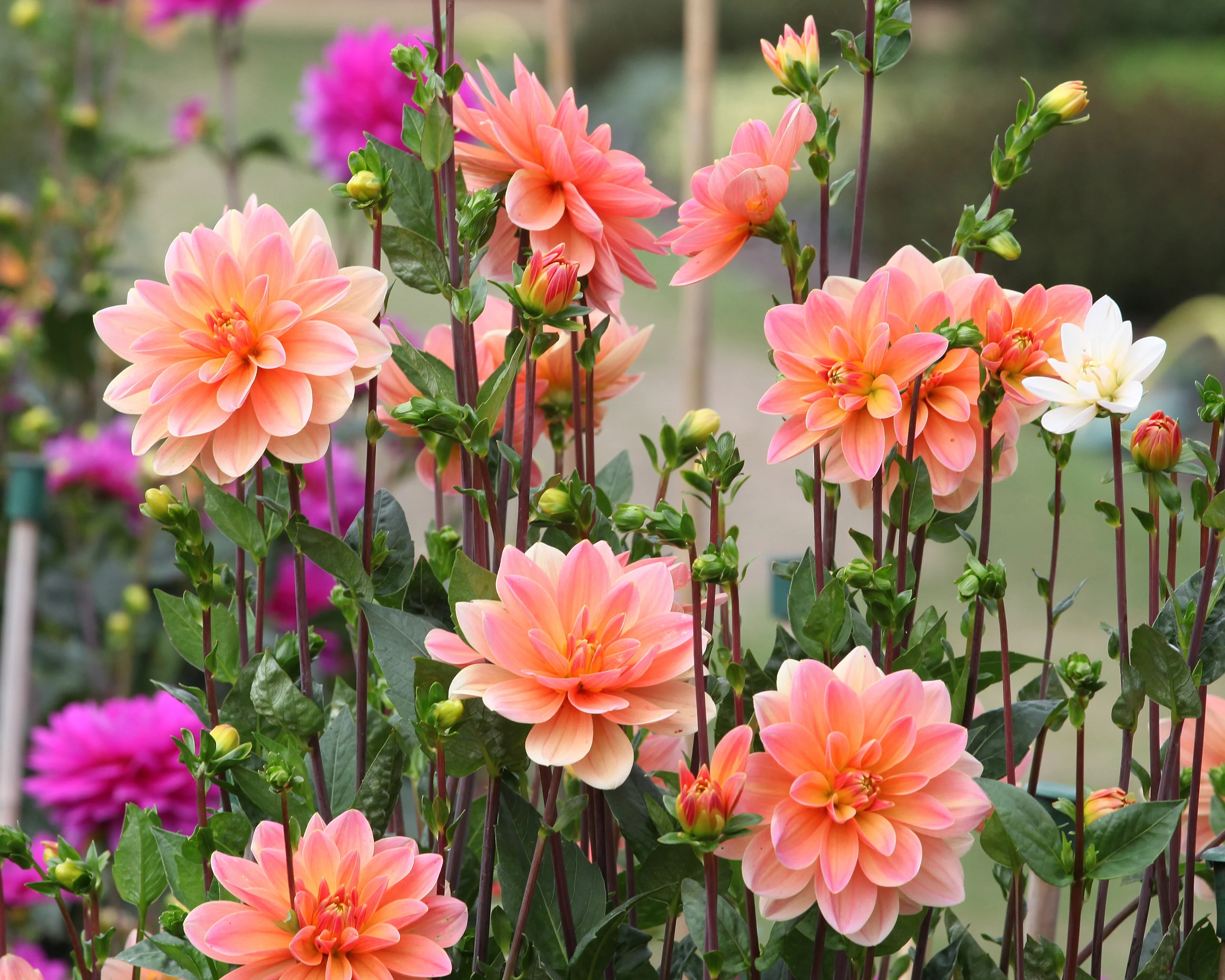 Dahlia 'Mister Frans' - Image 2