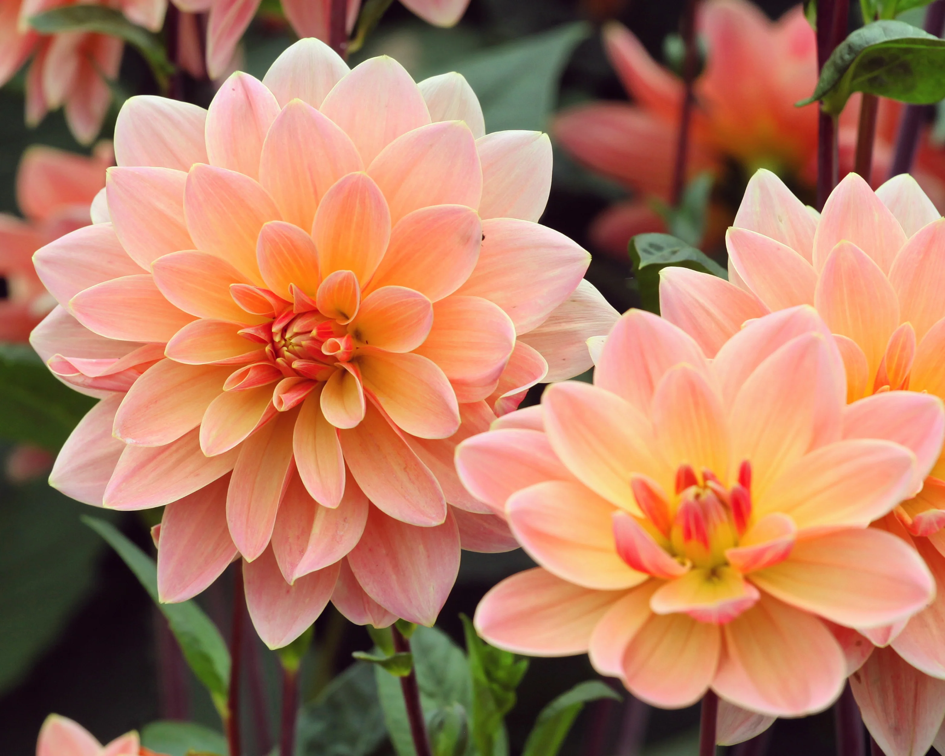 Dahlia 'Mister Frans' - Image 4