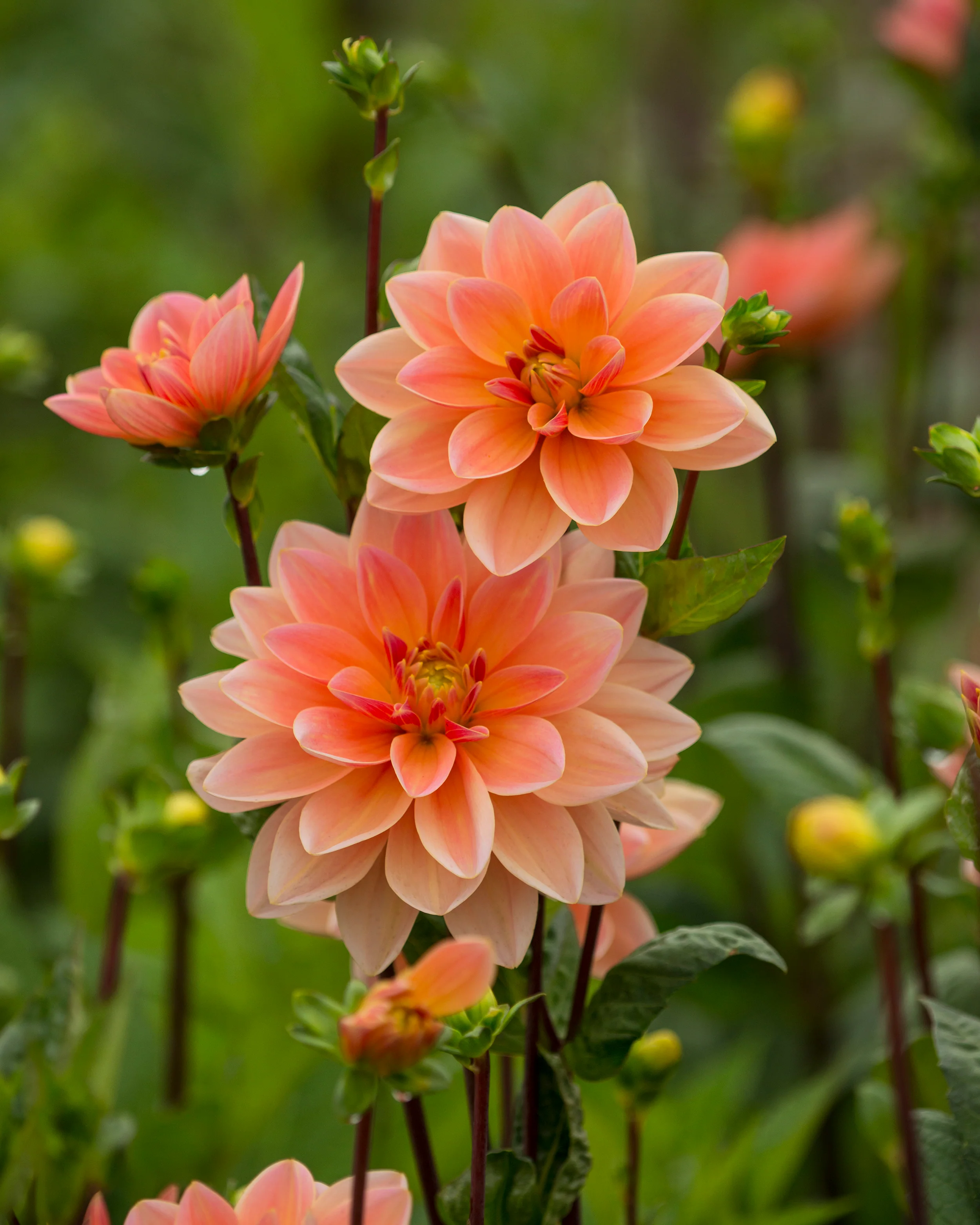 Dahlia 'Mister Frans' - Image 5