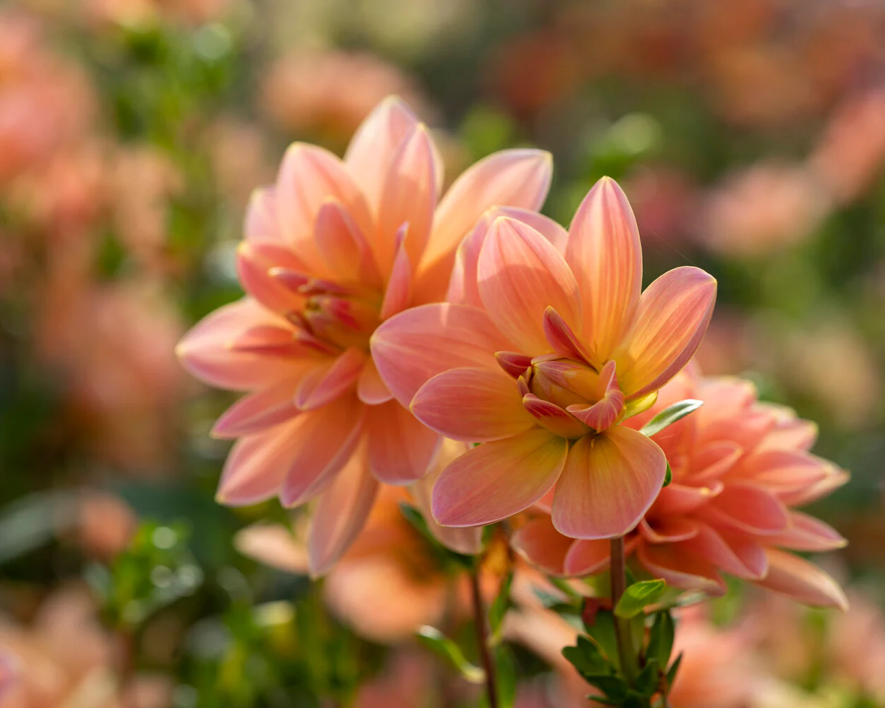 Dahlia 'Mister Frans' - Image 6