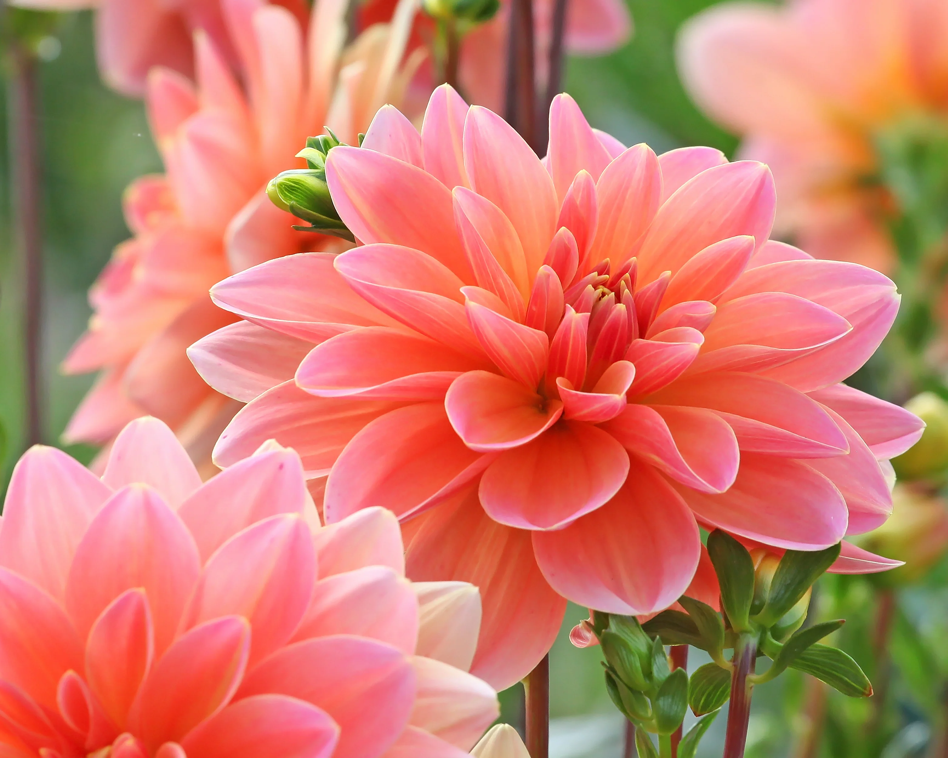 Dahlia 'Mister Frans' - Image 8