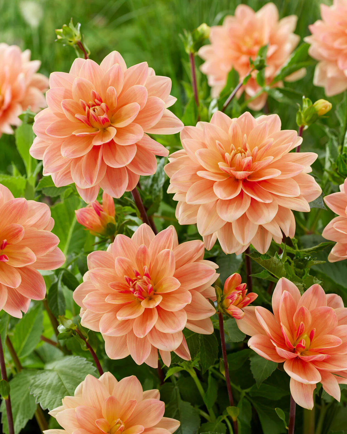 Dahlia 'Mister Frans' - Image 9
