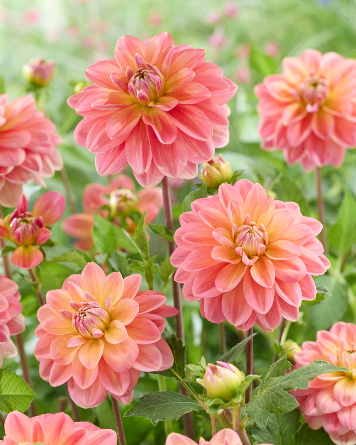 Dahlia 'Morning Glory' - Image 2