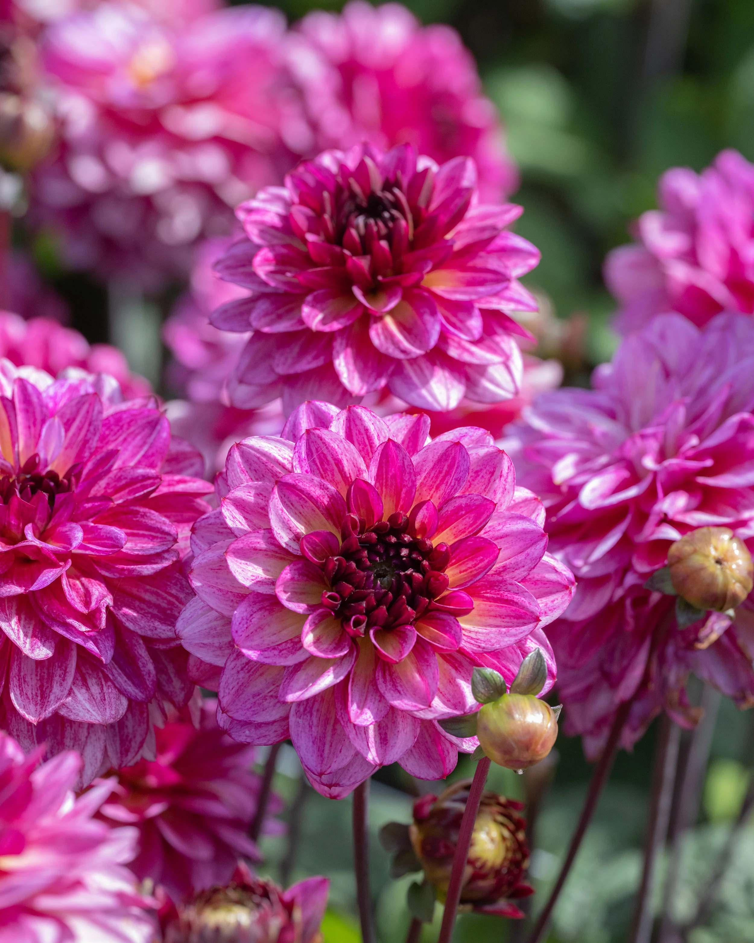 Dahlia 'Muchacha' - Image 2