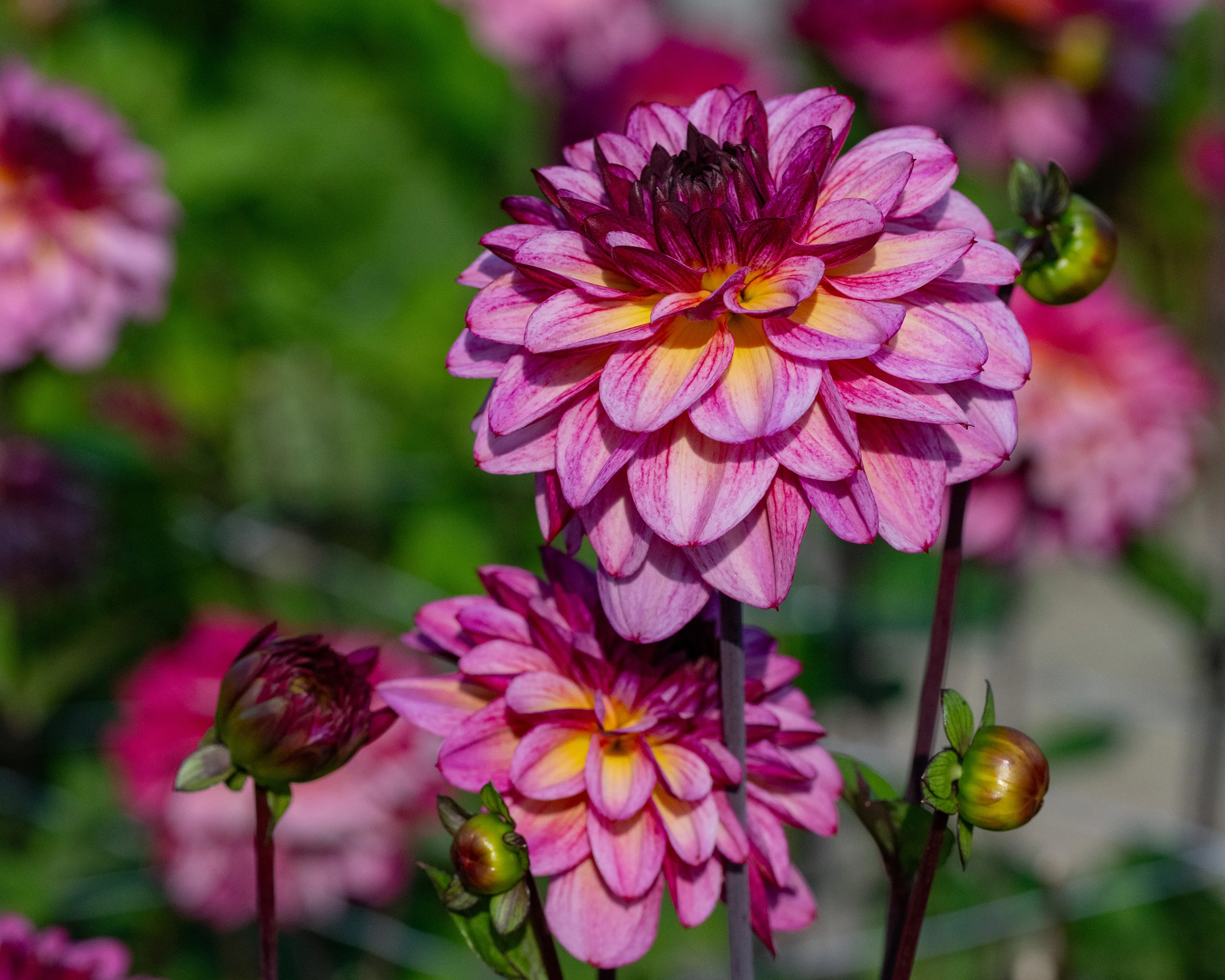 Dahlia 'Muchacha' - Image 5
