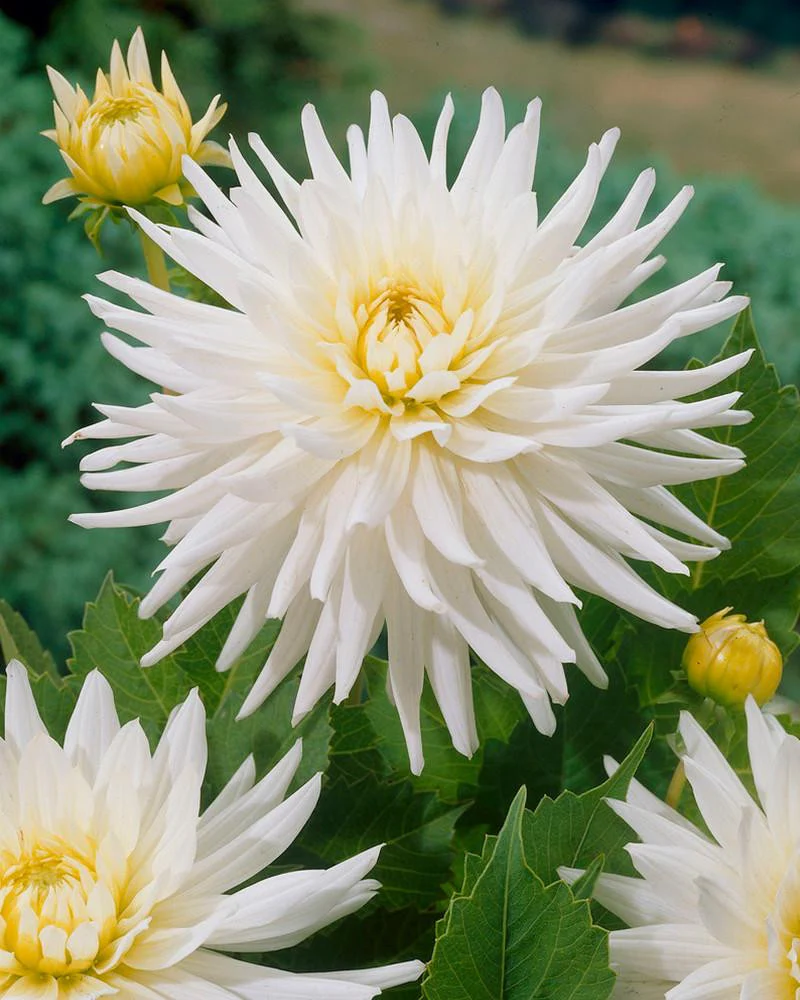 Dahlia 'My Love' - Image 3