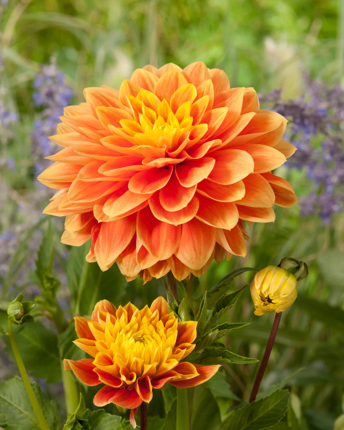 Dahlia 'Myrthe' - Image 2