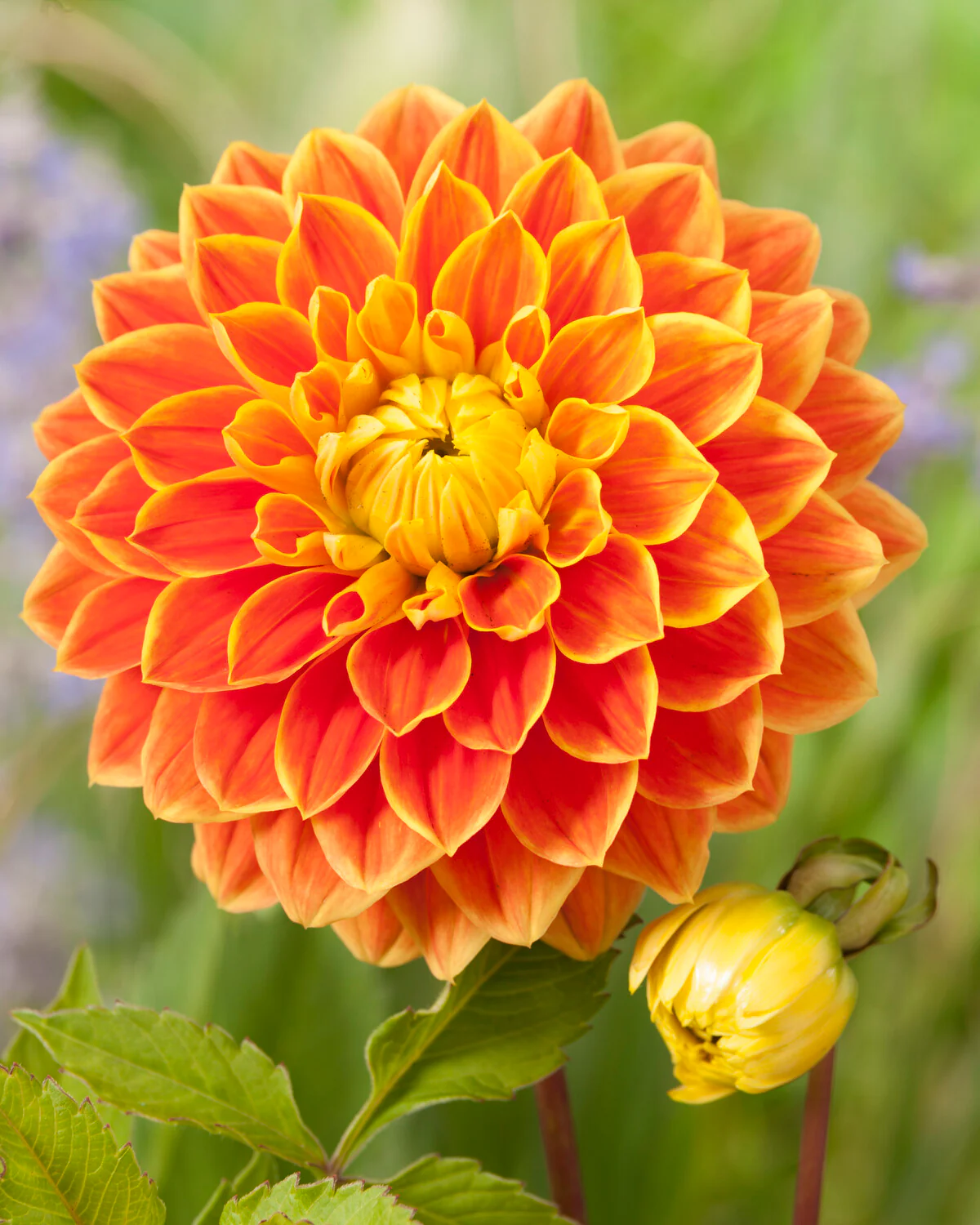 Dahlia 'Myrthe' - Image 4