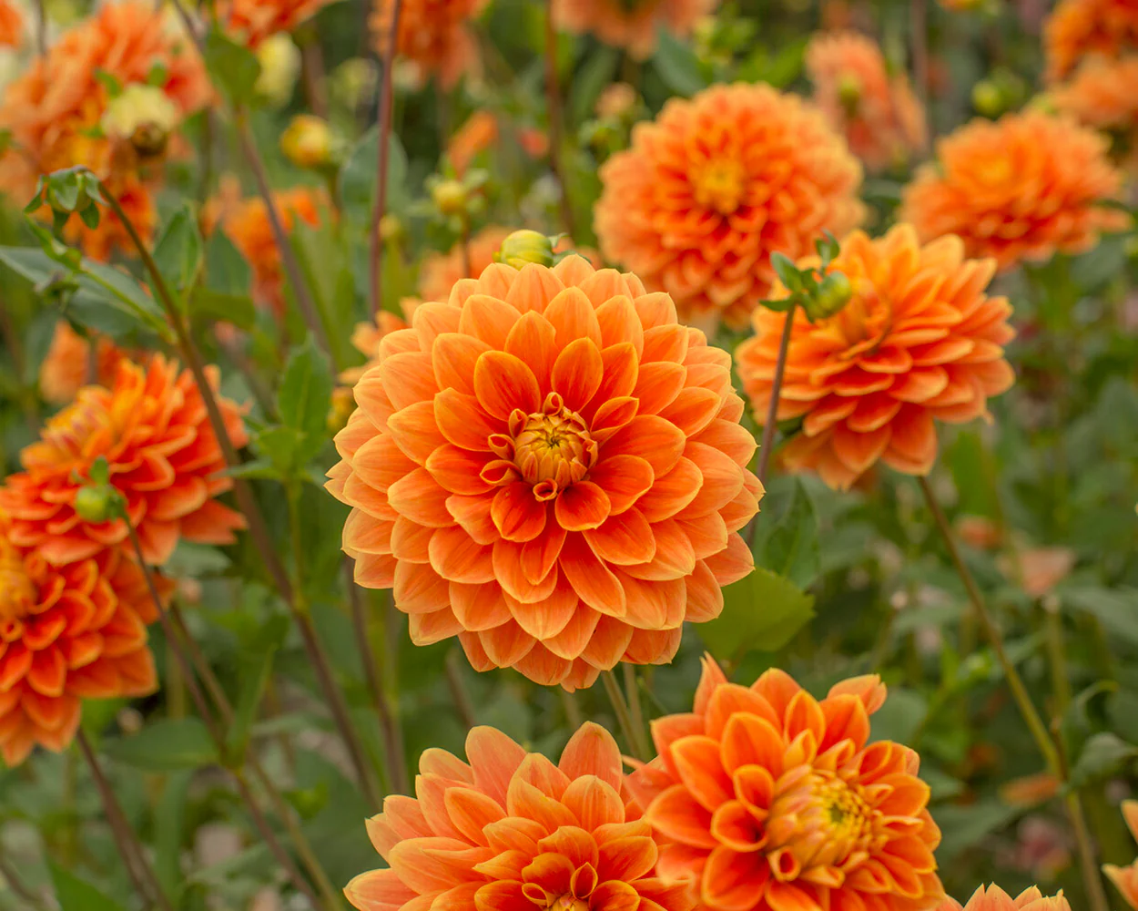 Dahlia 'Myrthe' - Image 7