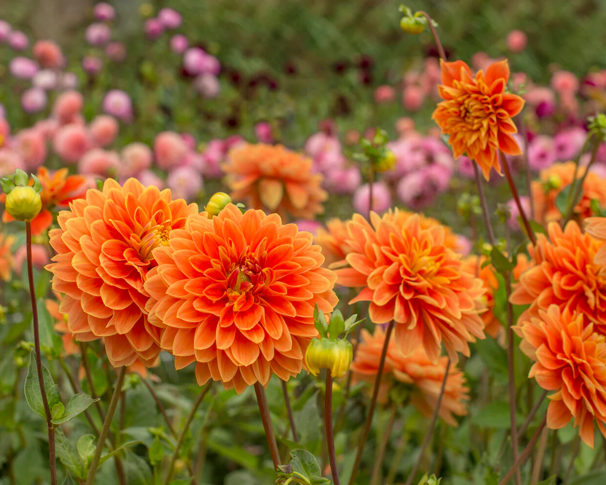 Dahlia 'Myrthe' - Image 8