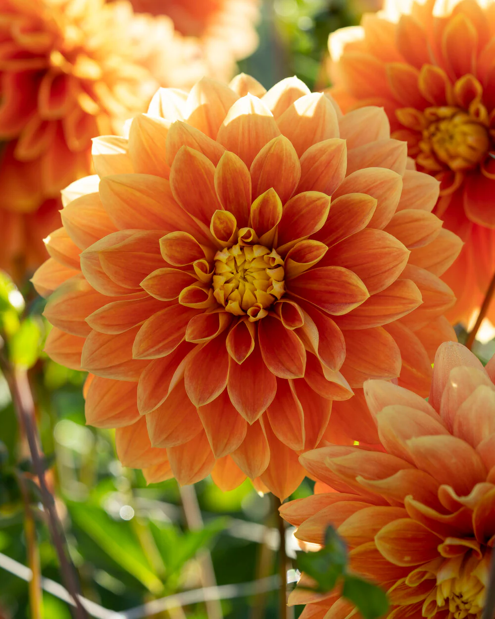 Dahlia 'Myrthe' - Image 9
