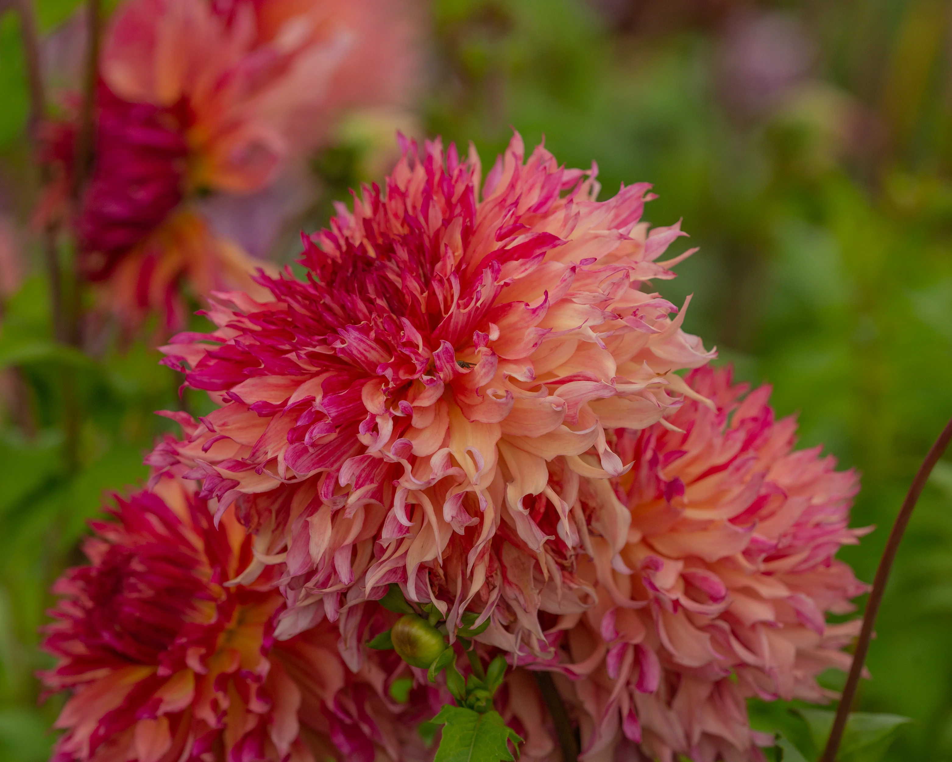 Dahlia 'Myrtle's Folly' - Image 3