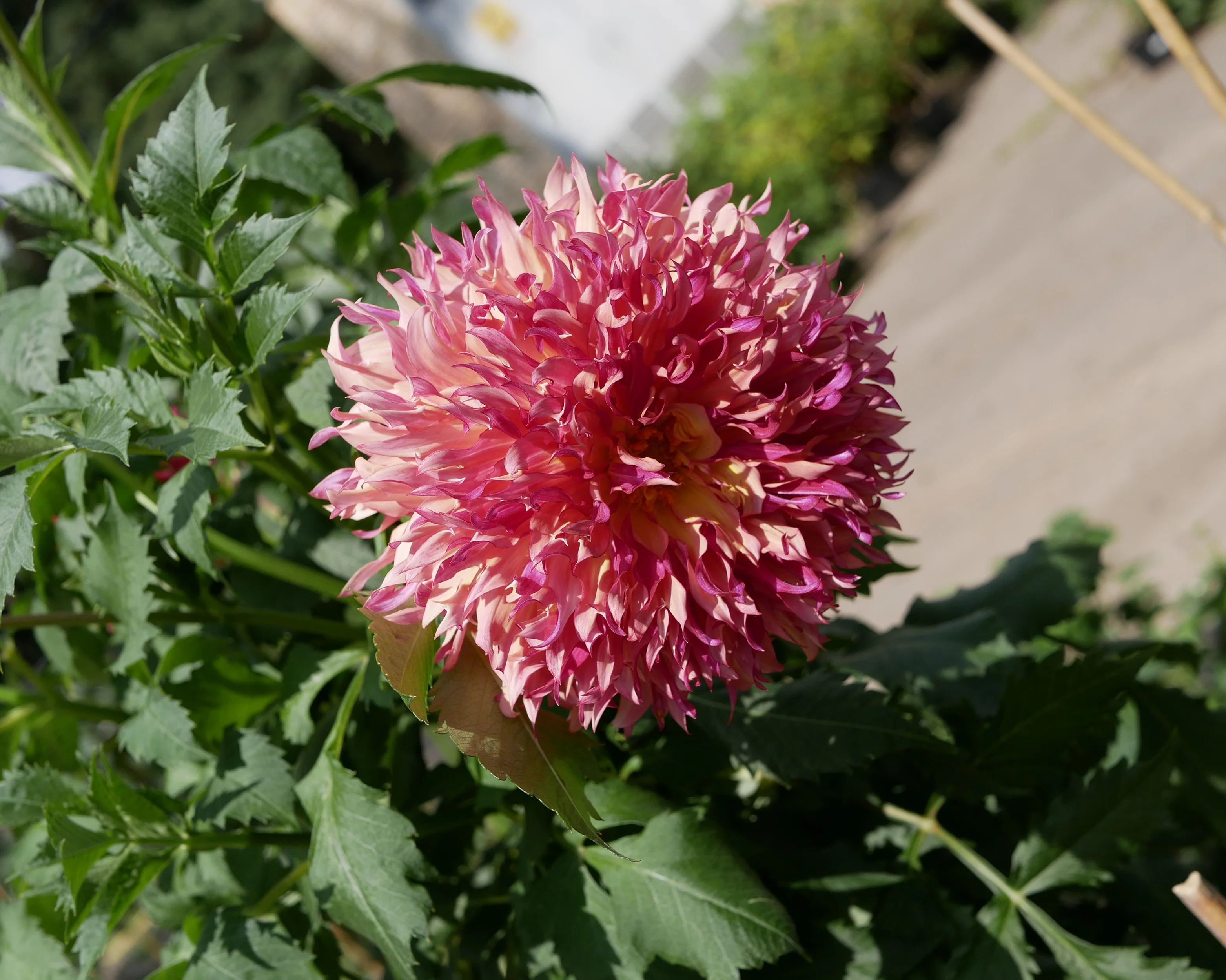 Dahlia 'Myrtle's Folly' - Image 5