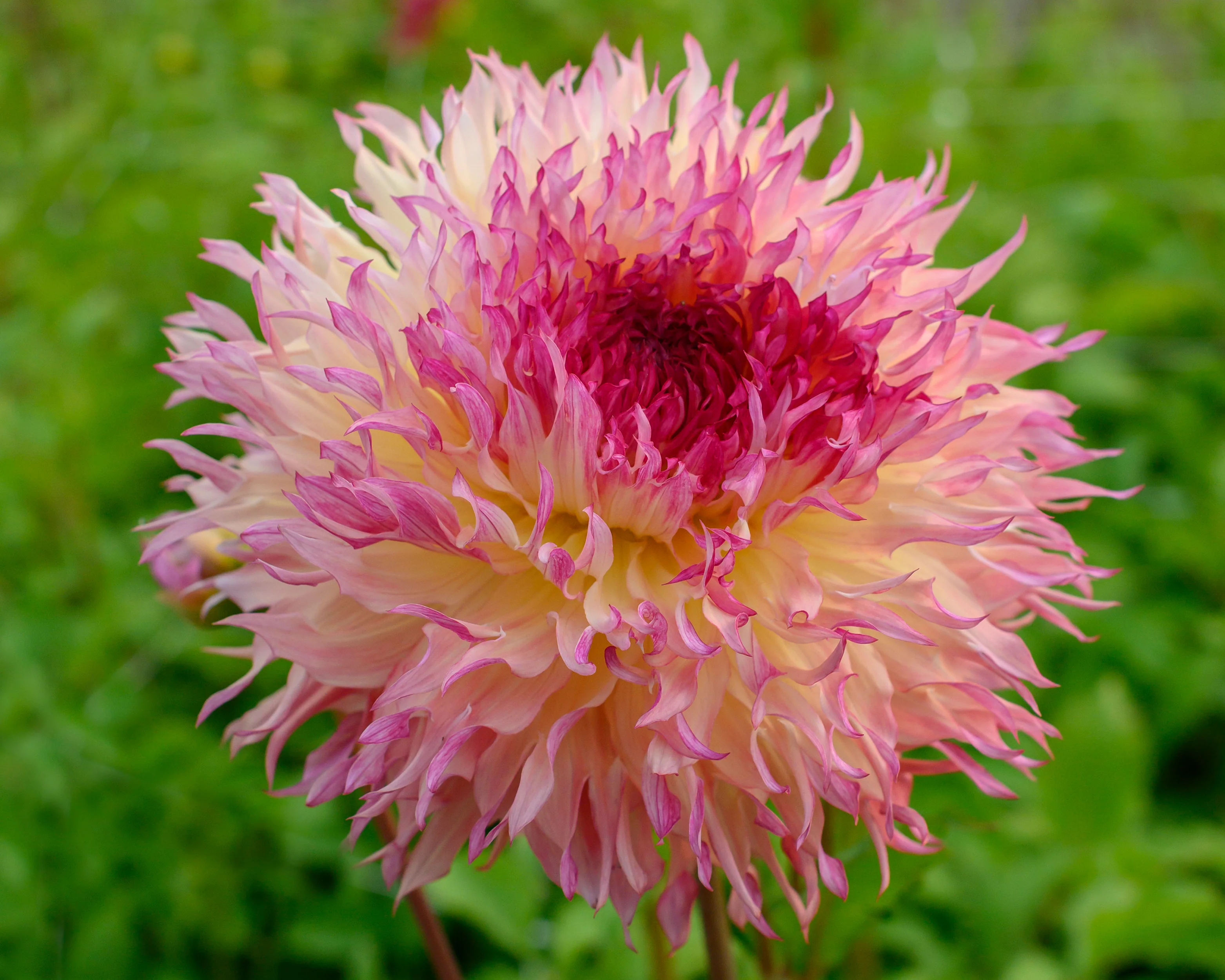 Dahlia 'Myrtle's Folly' - Image 6
