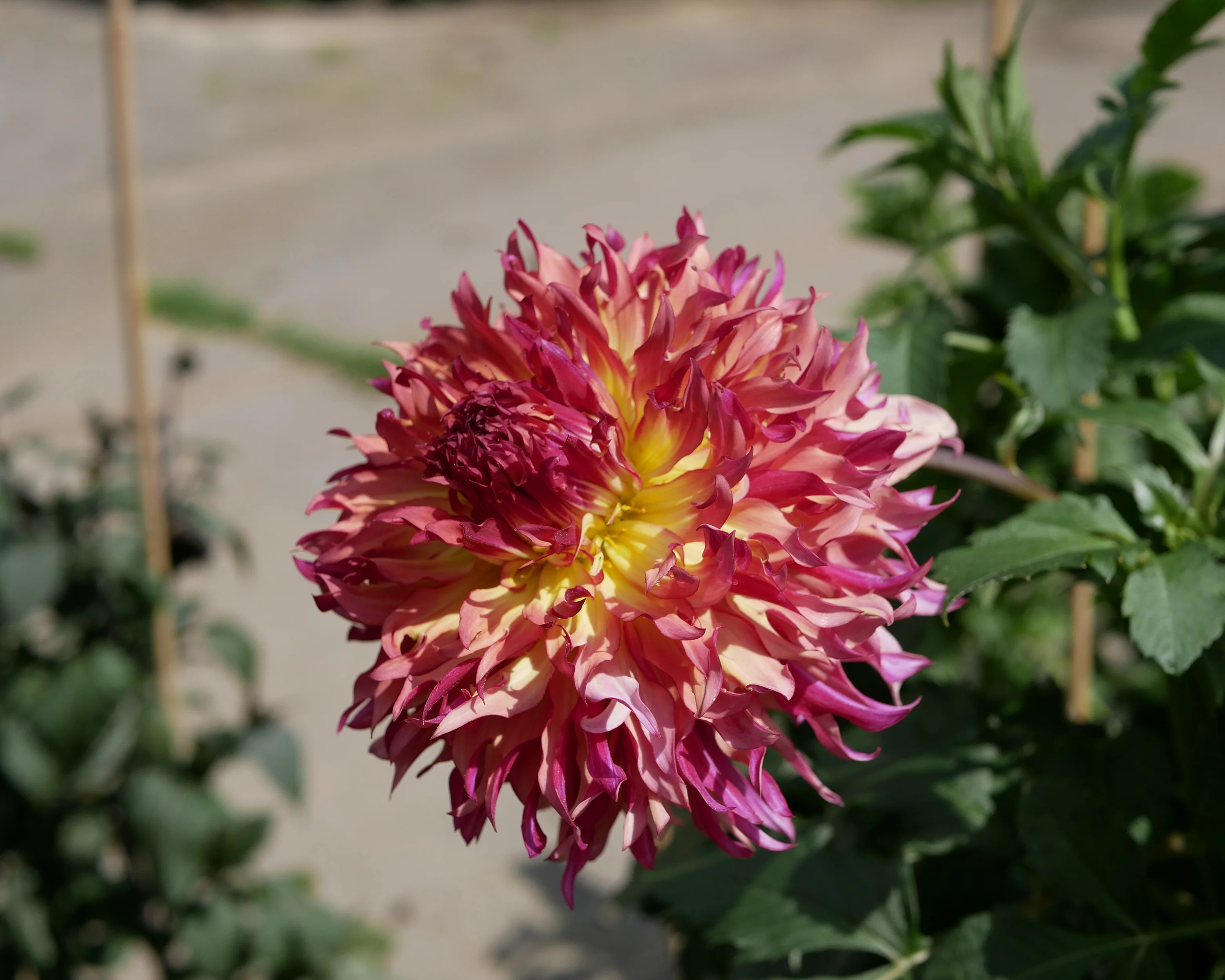 Dahlia 'Myrtle's Folly' - Image 7