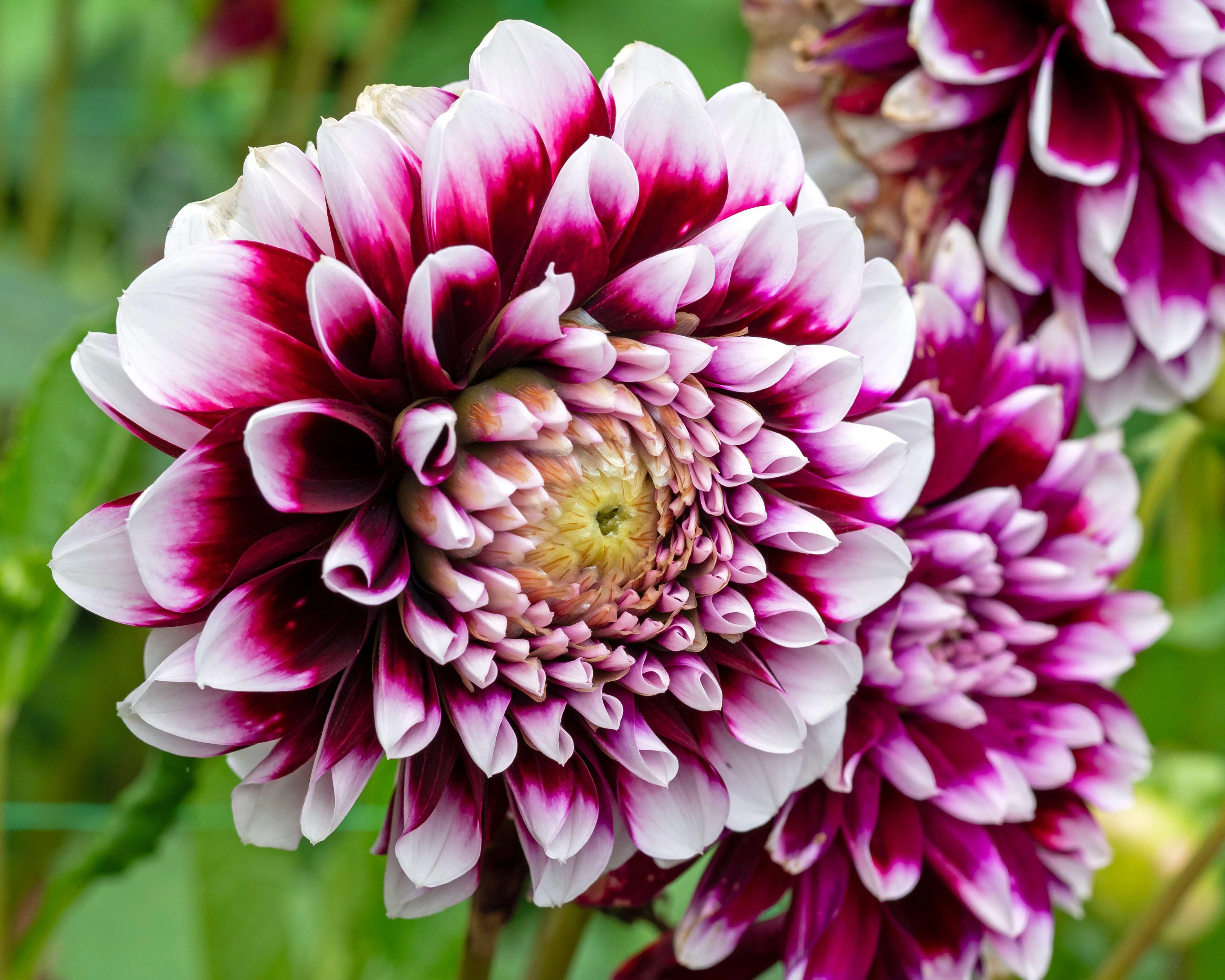 Dahlia 'Mystery Day' - Image 2