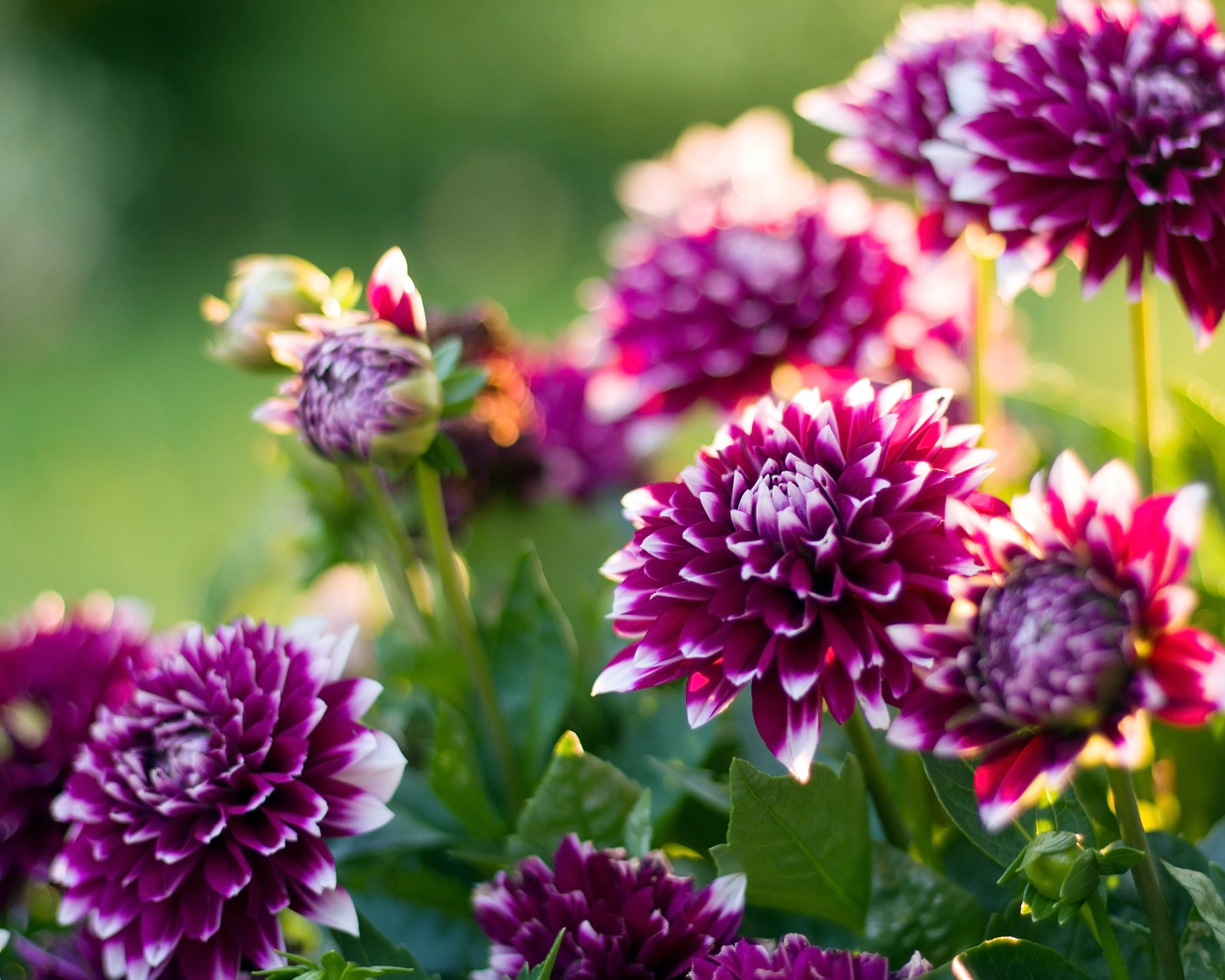Dahlia 'Mystery Day' - Image 4