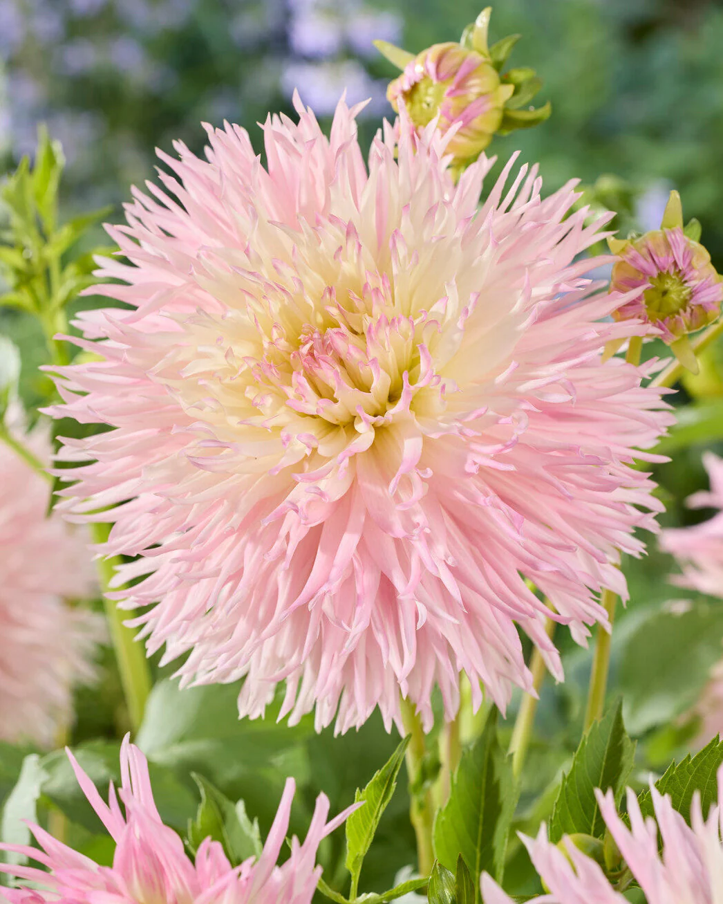 Dahlia 'Nadia Ruth'