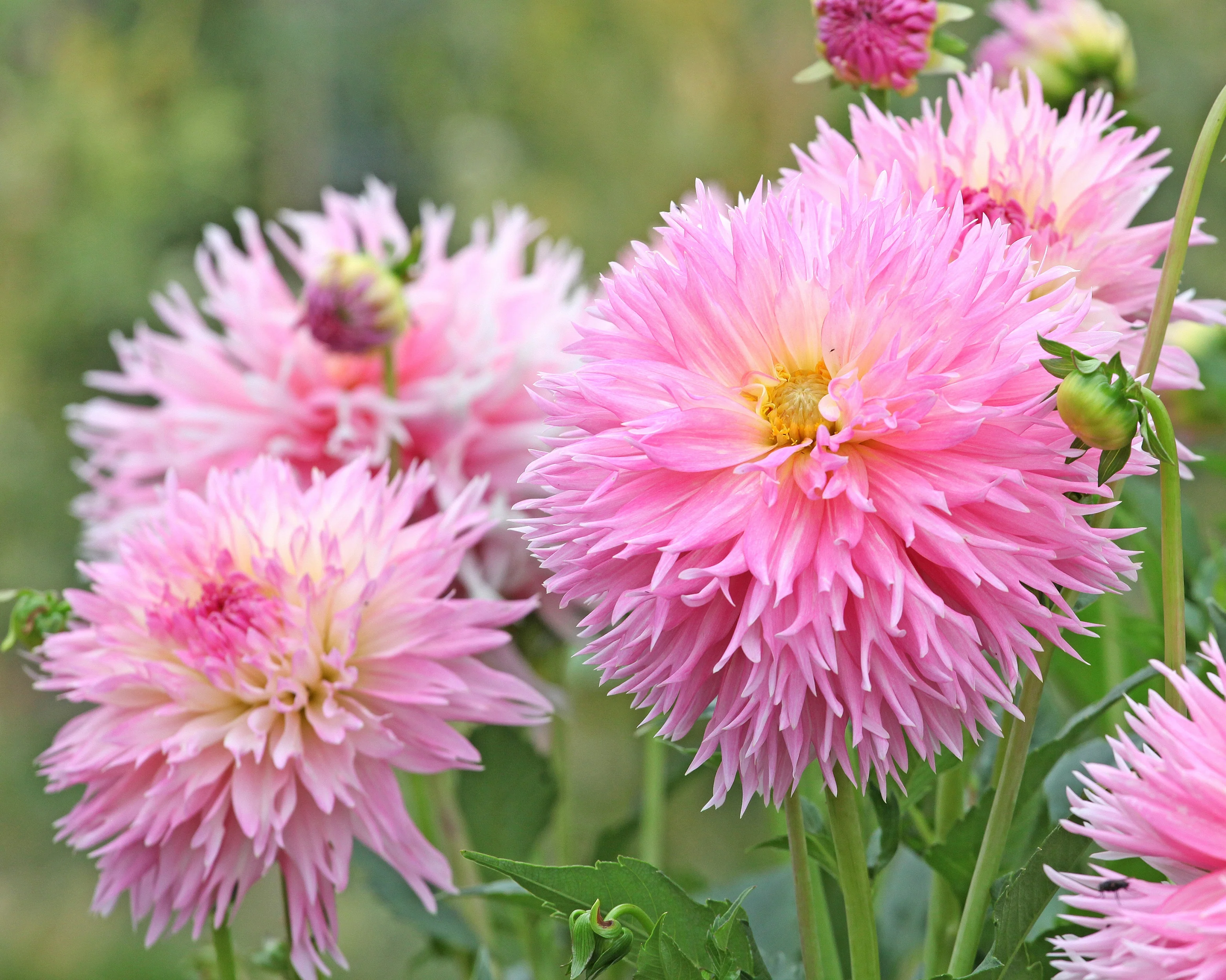 Dahlia 'Nadia Ruth' - Image 4