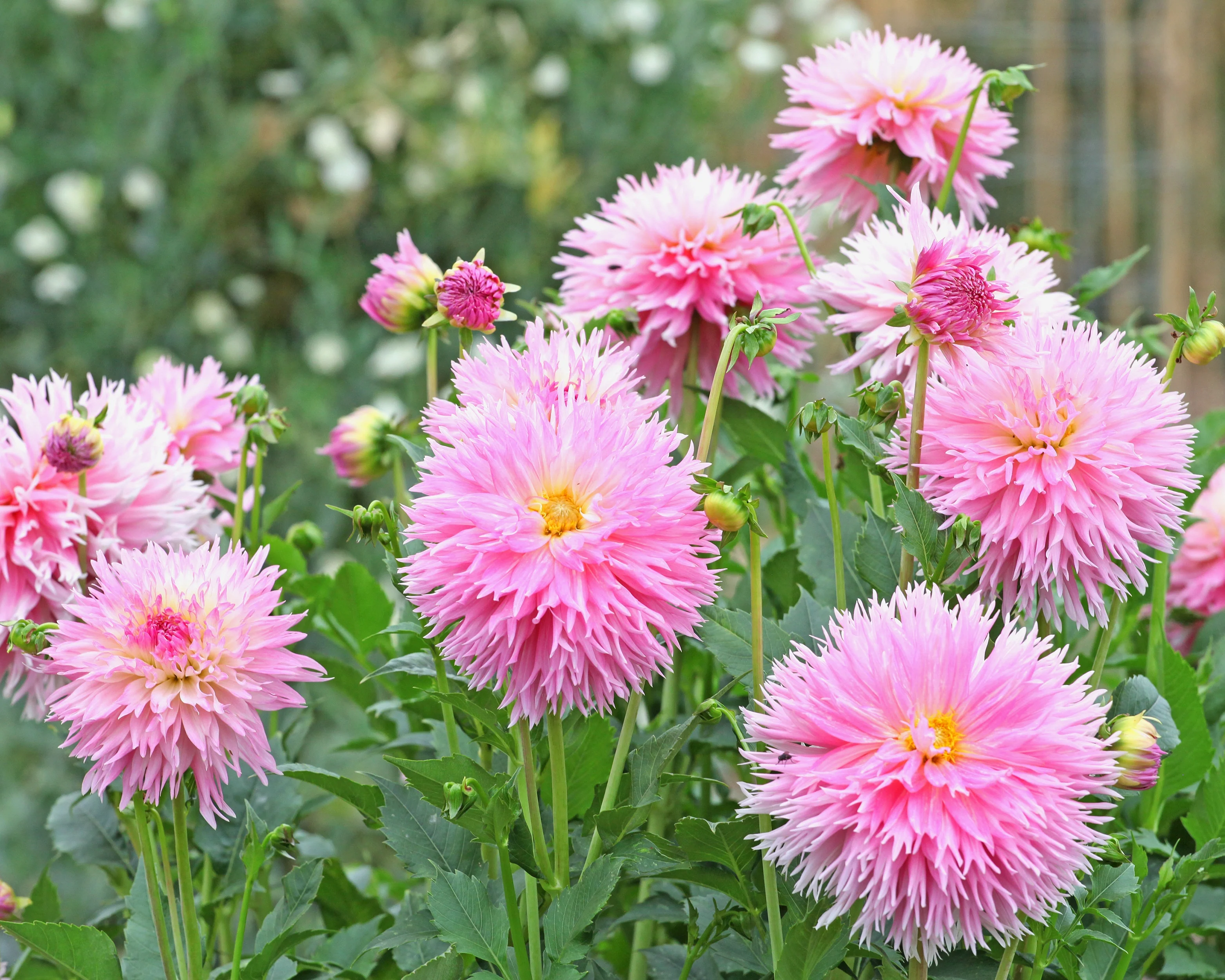 Dahlia 'Nadia Ruth' - Image 6