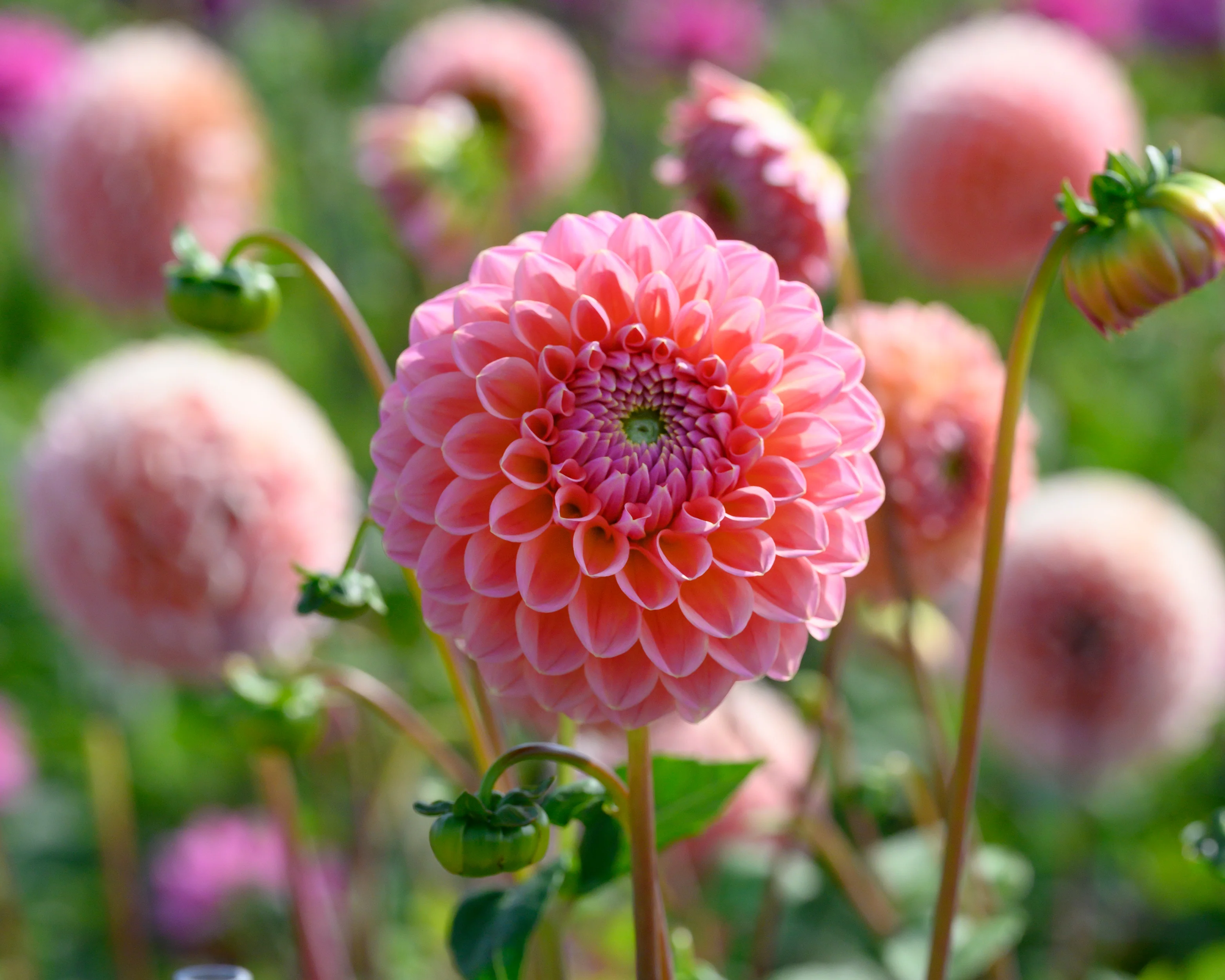 Dahlia 'Natalie G' - Image 5