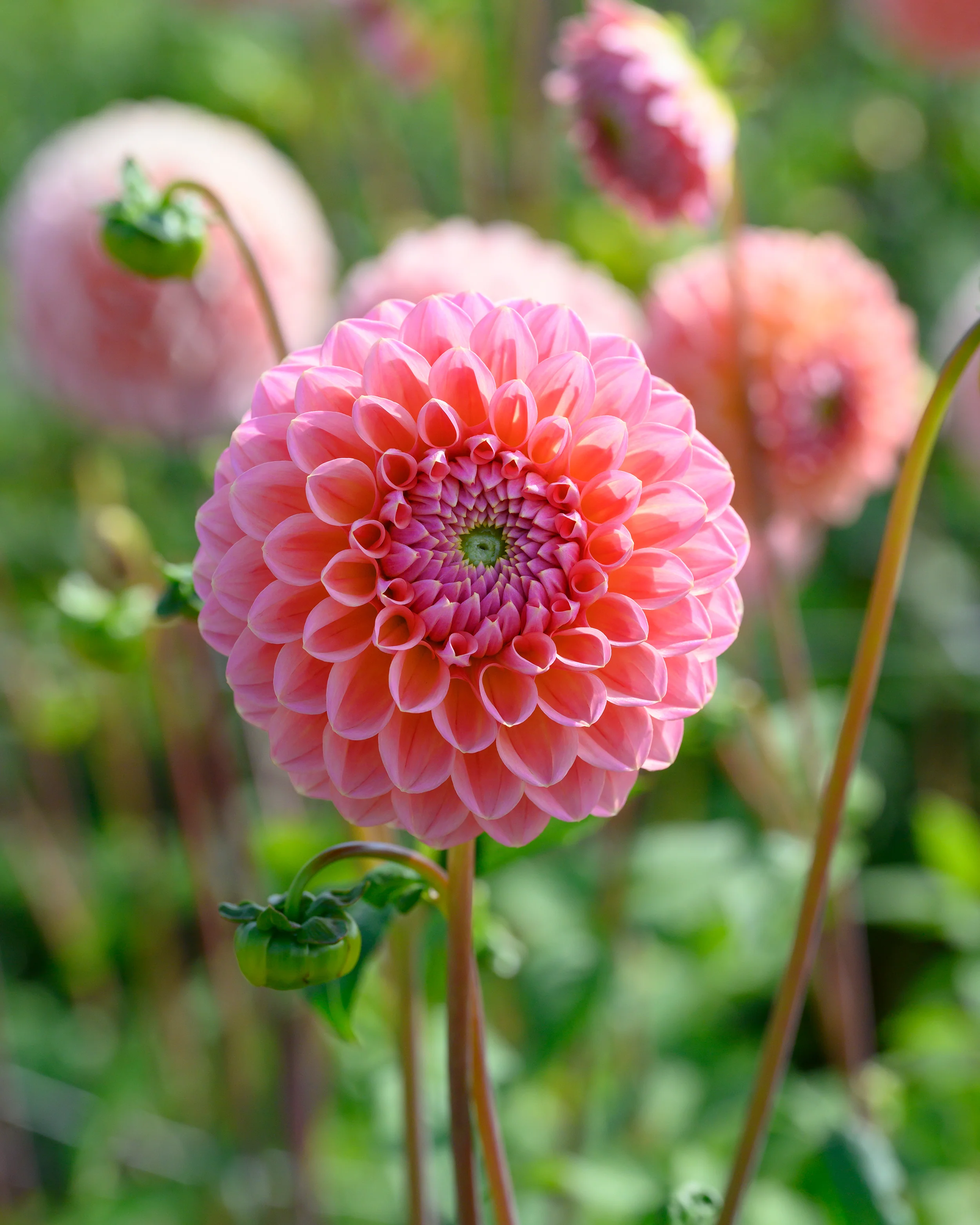 Dahlia 'Natalie G' - Image 6