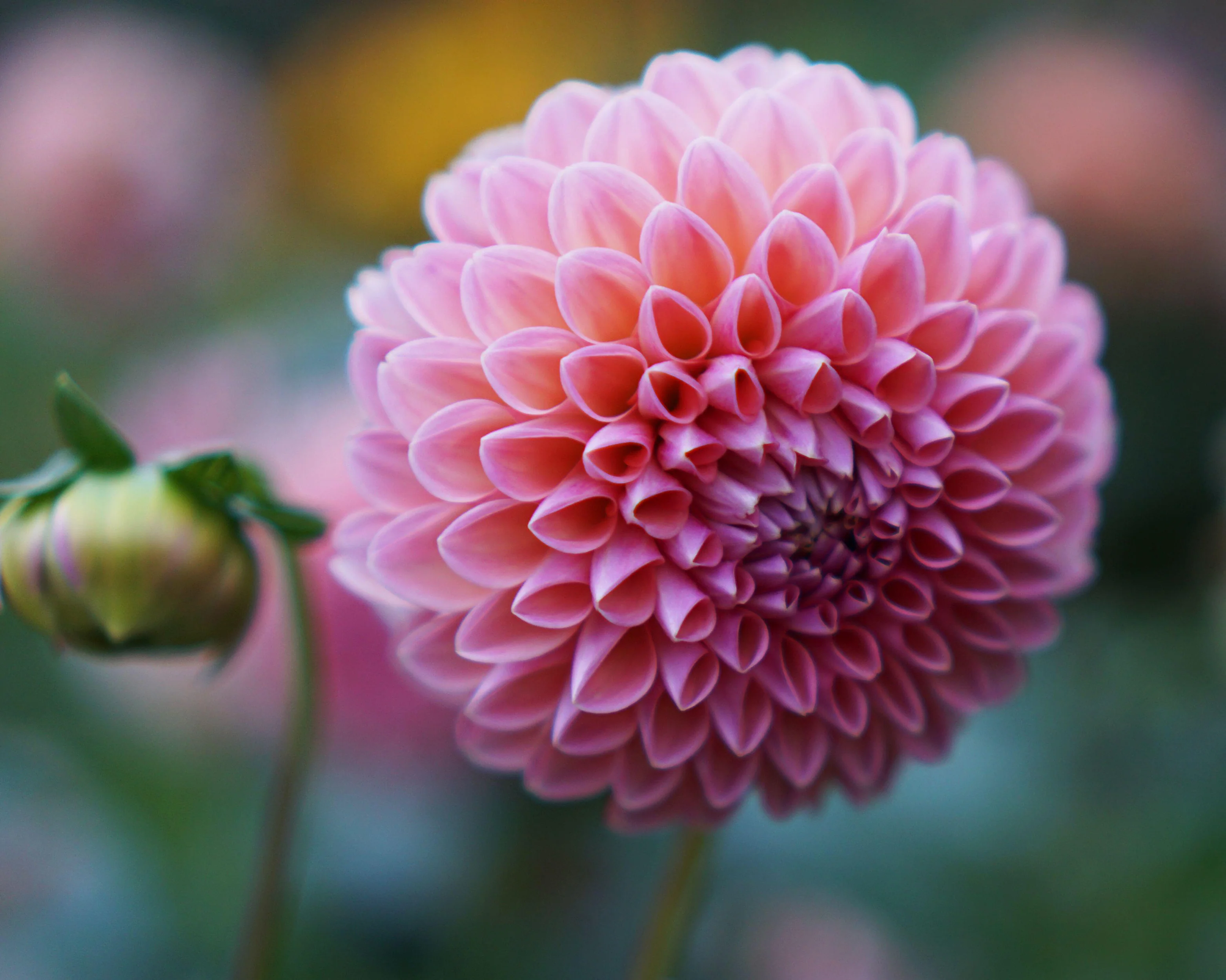 Dahlia 'Natalie G' - Image 7