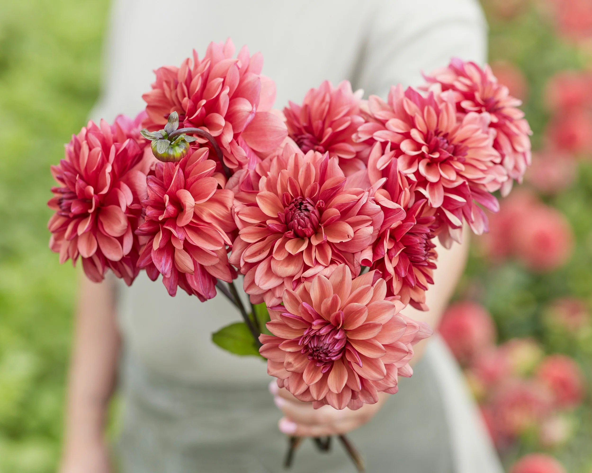 Dahlia 'Negroni Sunset' - Image 2