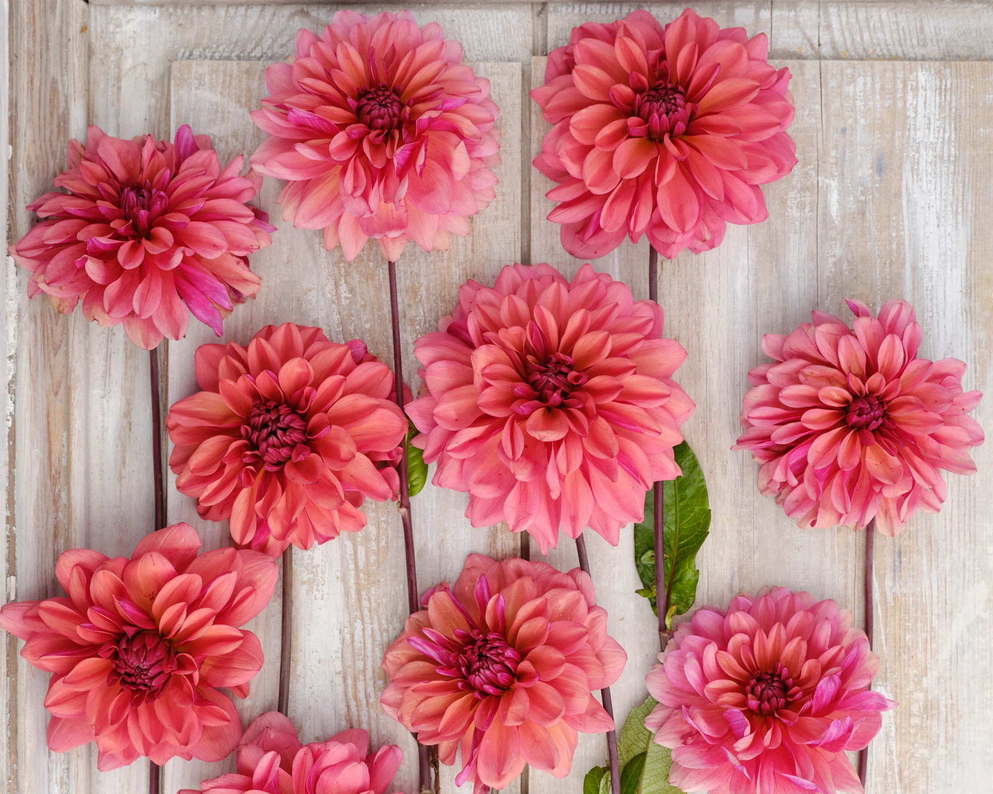 Dahlia 'Negroni Sunset' - Image 4