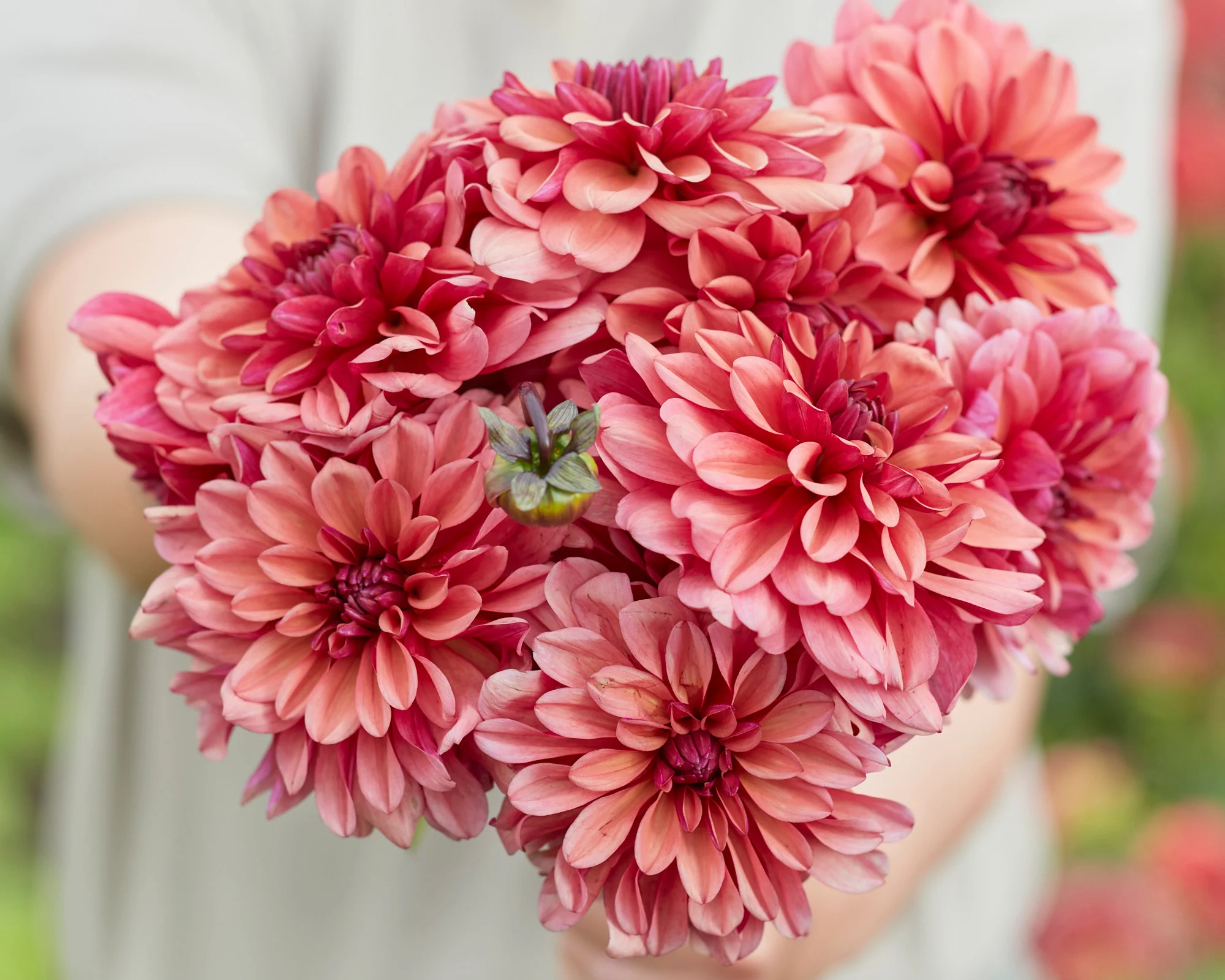 Dahlia 'Negroni Sunset' - Image 5